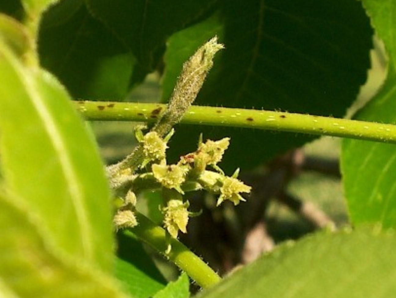 Carya illinoensis 'Candy'   / Carya illinoensis 'Candy'  