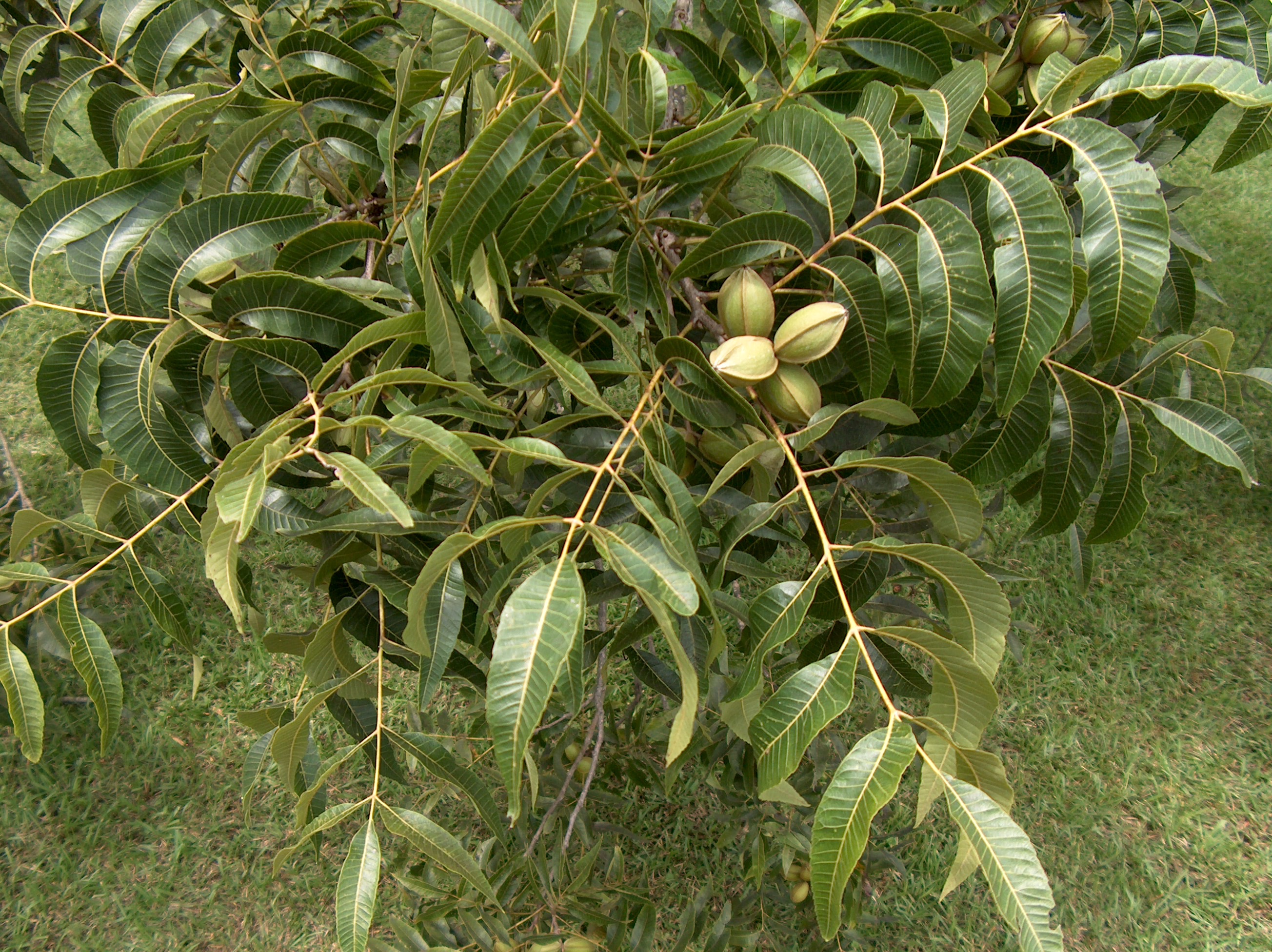 Carya illinoensis Elliot'   / Carya illinoensis Elliot'  