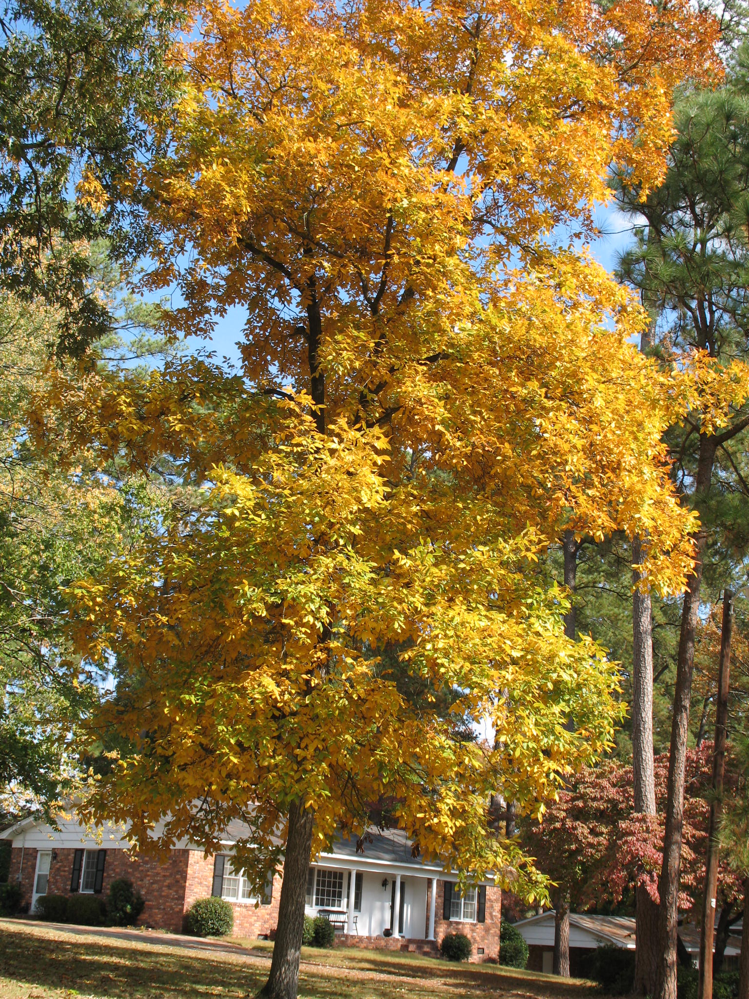 Carya ovata / Carya ovata