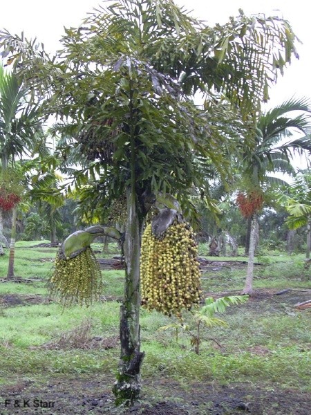 Caryota mitis / Fishtail Palm