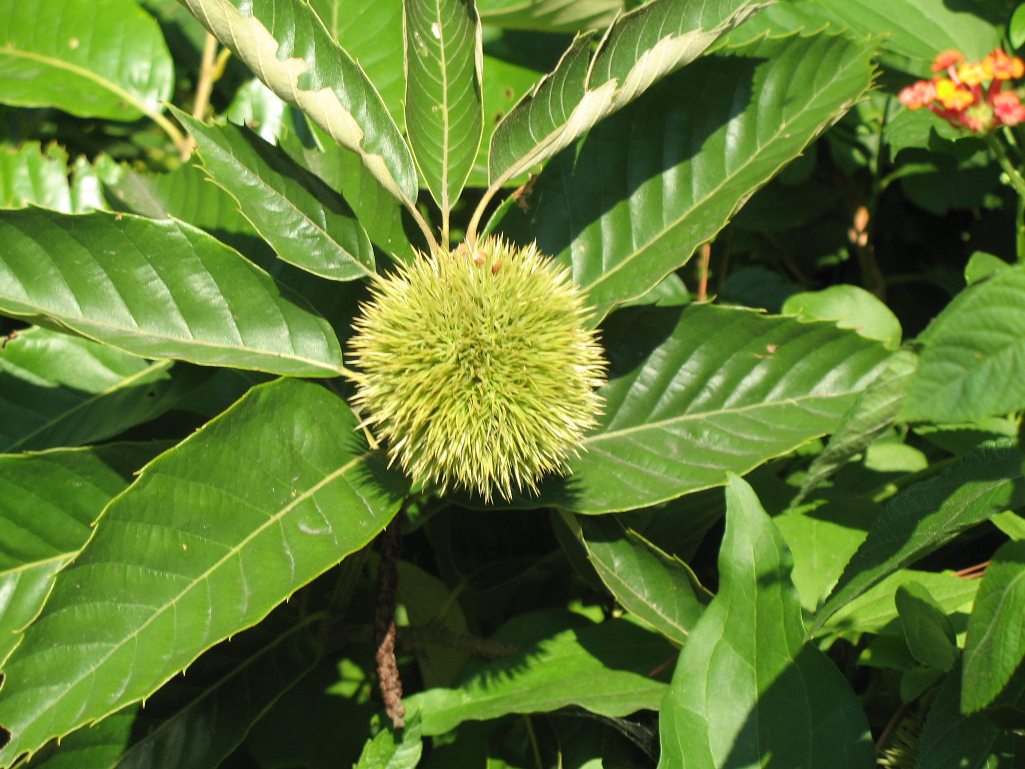 Castanea pumila / Castanea pumila