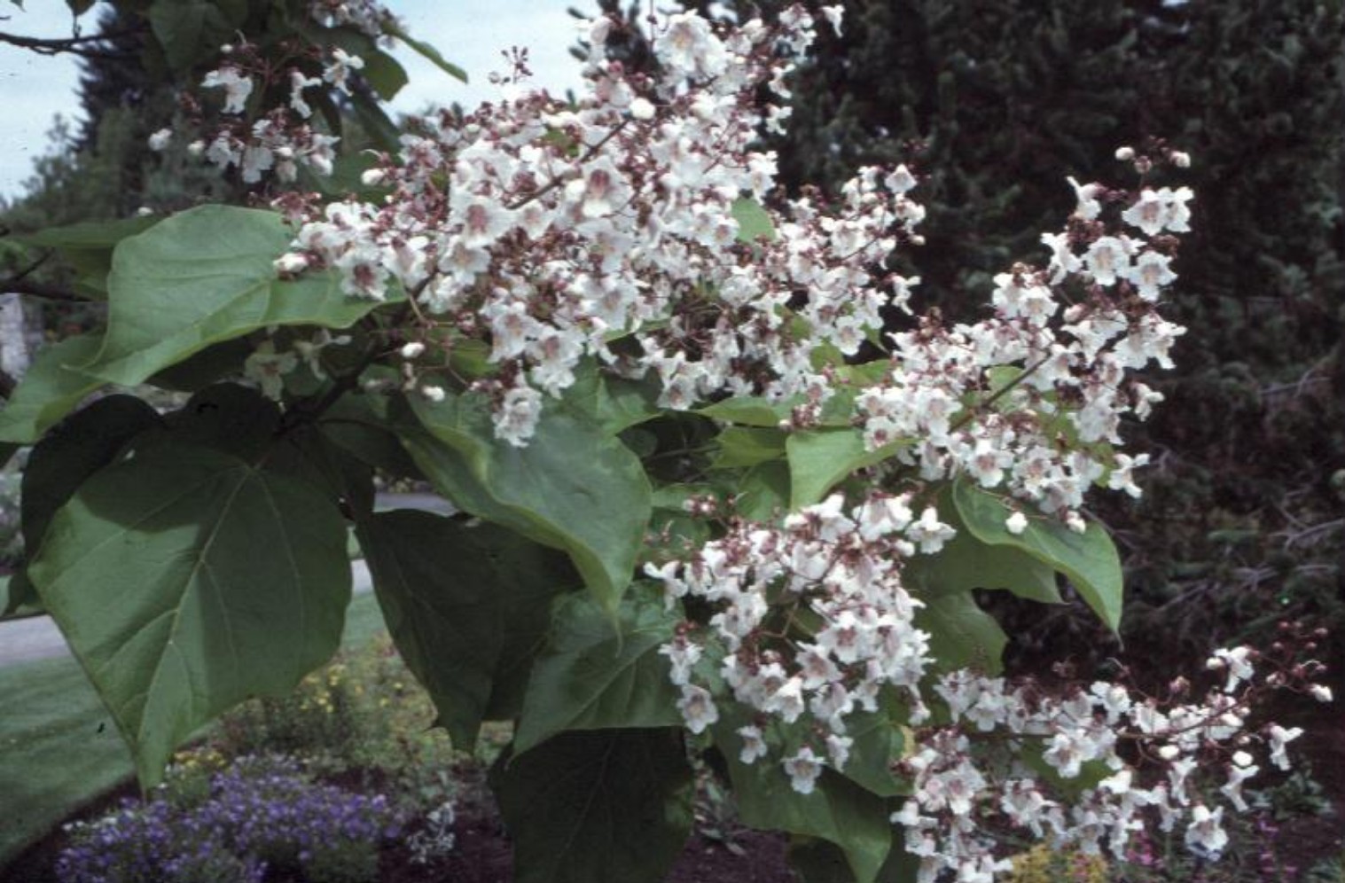 Catalpa bignonioides 'Aurea'   / Catalpa bignonioides 'Aurea'  