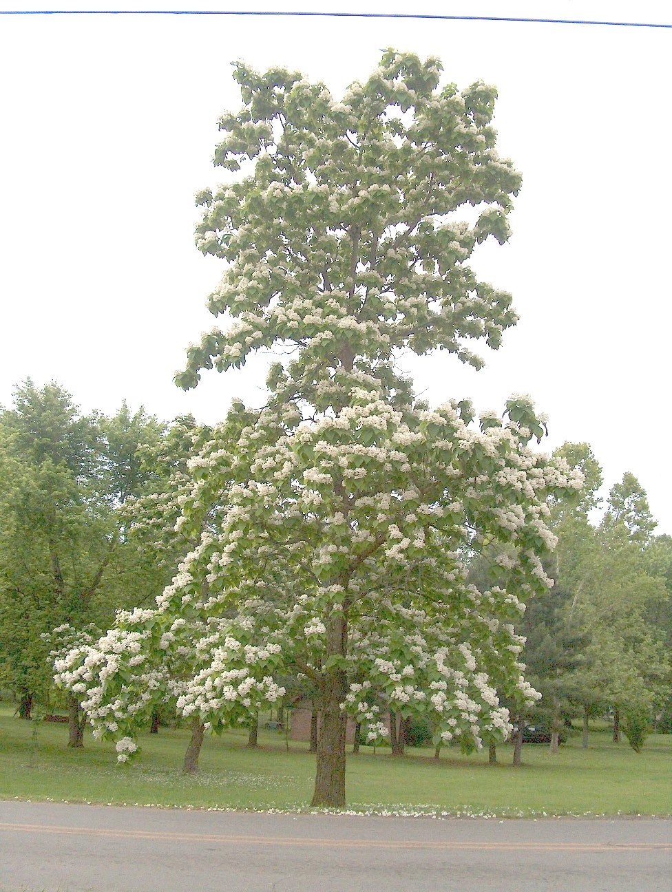 Catalpa bignonioides  / Catalpa bignonioides 