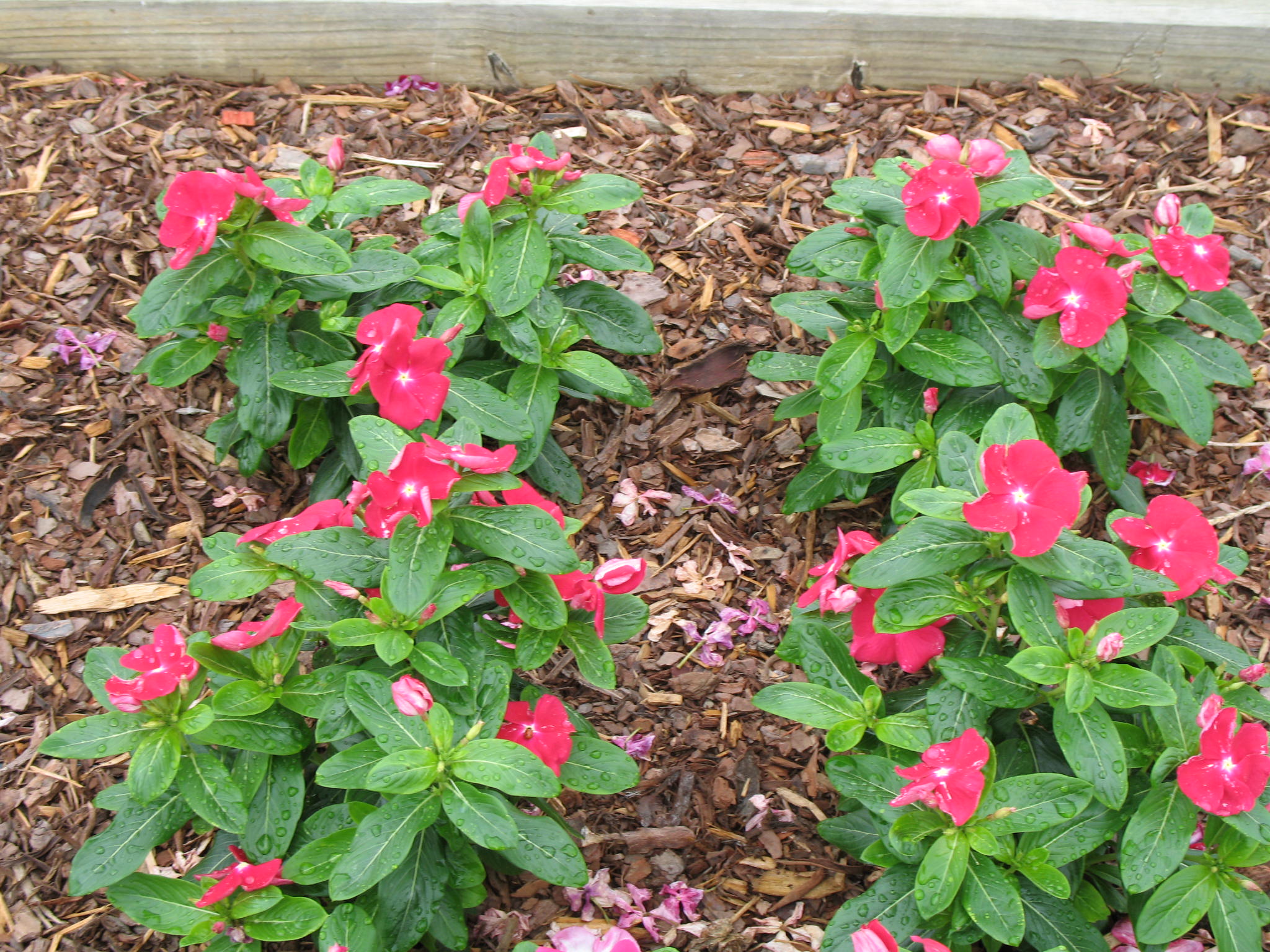 Catharanthus roseus 'Nirvana Red'  / Nirvana Red Periwinkle