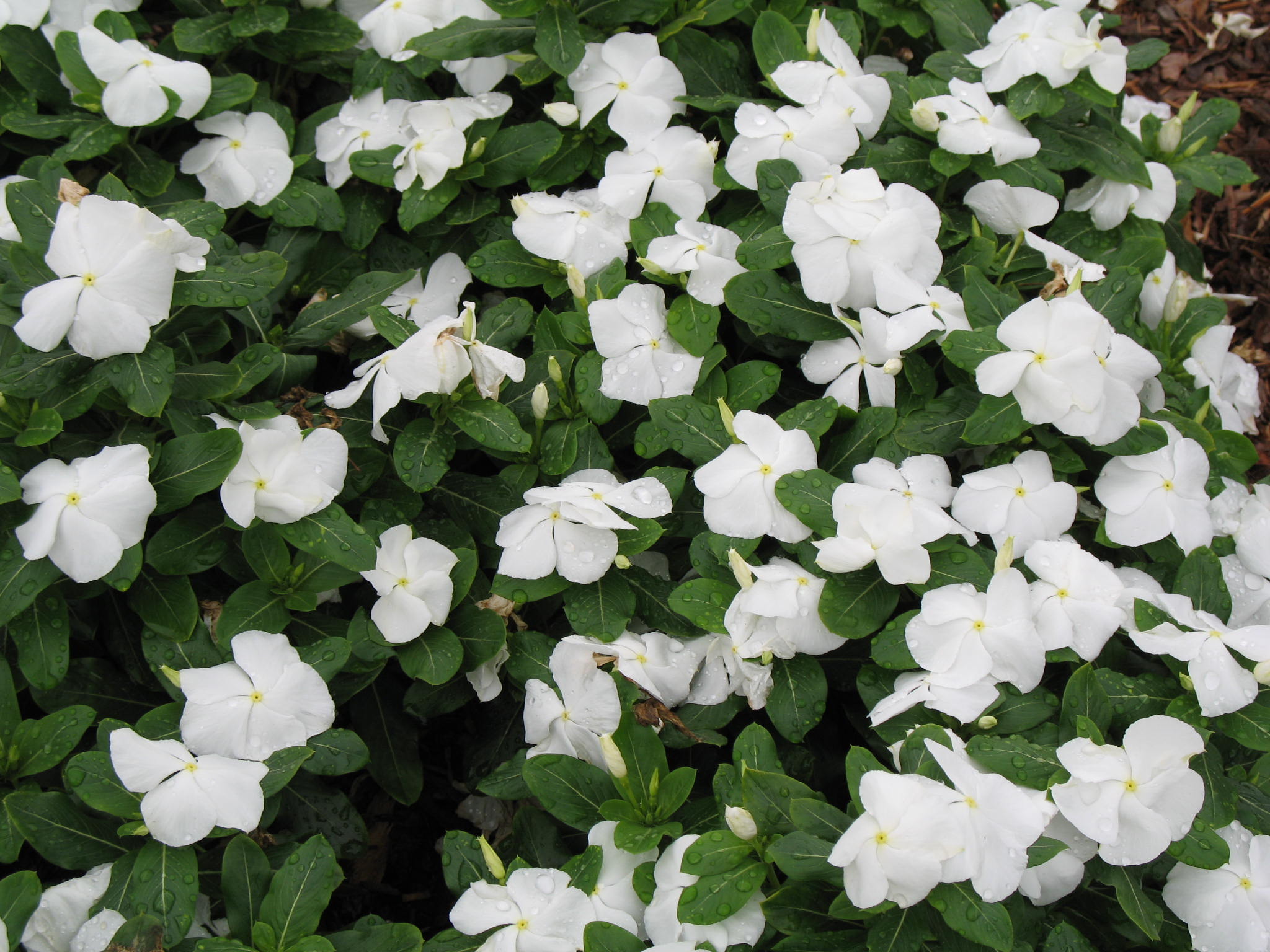 Catharanthus roseus 'Titan Pure White' / Titan Pure White Periwinkle