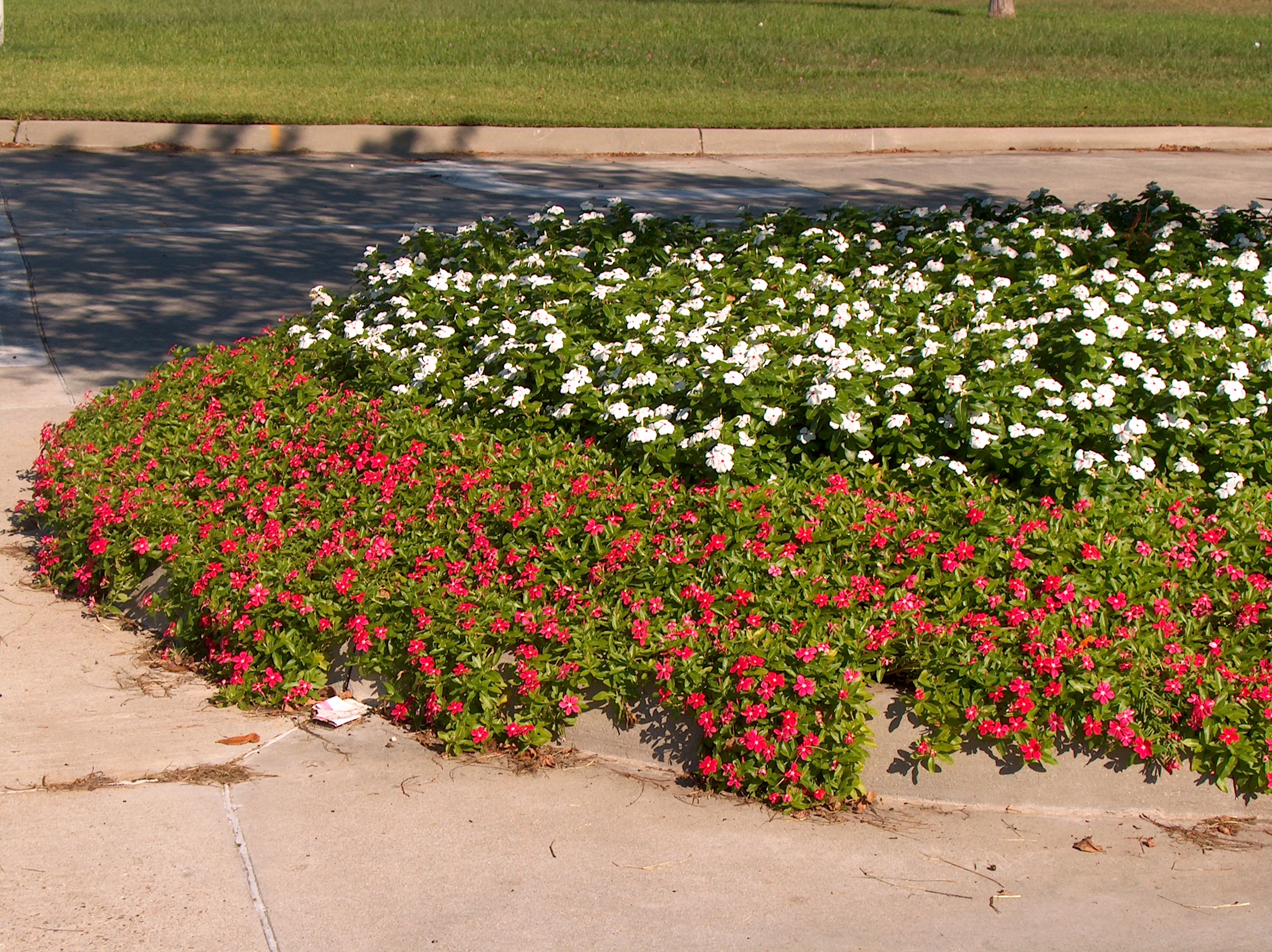 Catharanthus roseus / Periwinkle