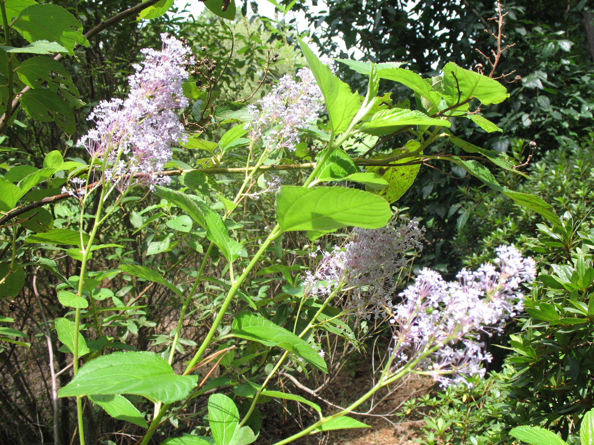 Ceanothus x delileanus 'Gloire de Versailles'   / Glorie de Versailles California Lilac