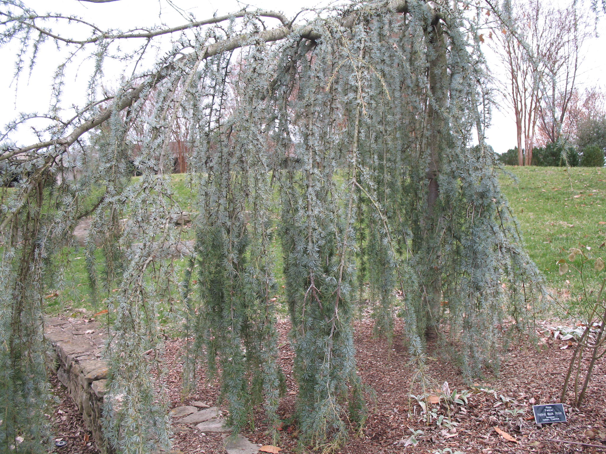 Cedrus atlantica 'Glauca Pendula'  / Weeping Blue Atlas Cedar