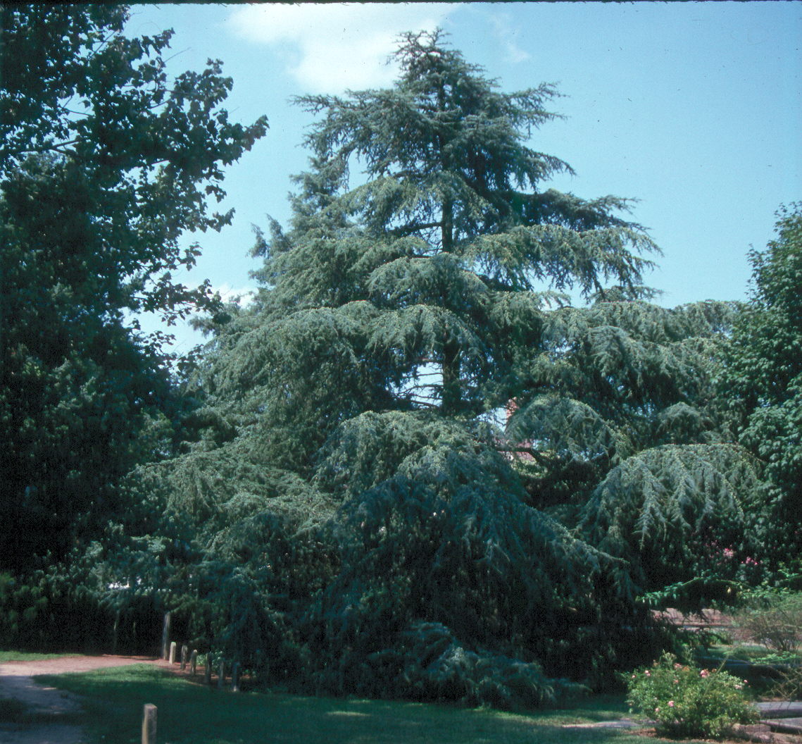 Cedrus atlantica  / Atlas Cedar