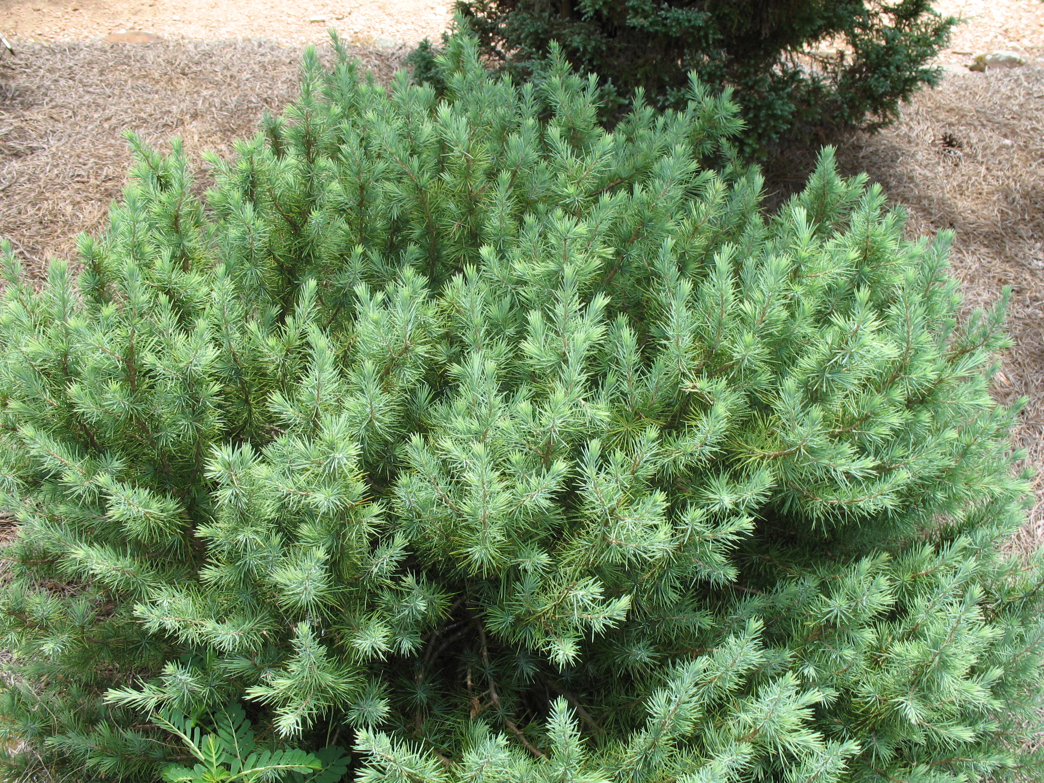 Cedrus deodara 'Blue Ball'   / Cedrus deodara 'Blue Ball'  