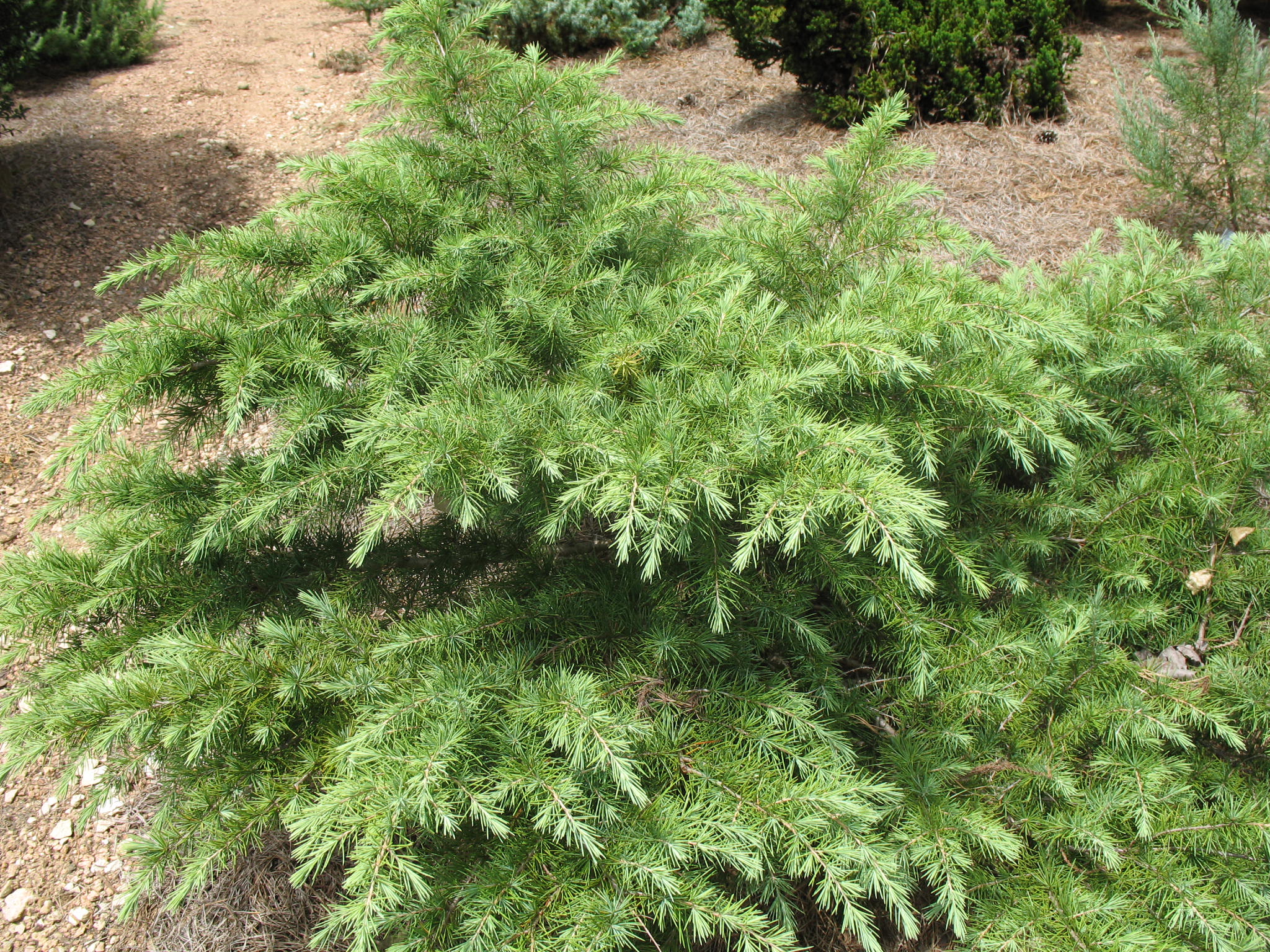 Cedrus deodara 'Divinity Blue'   / Divinity Blue Deodar Cedar