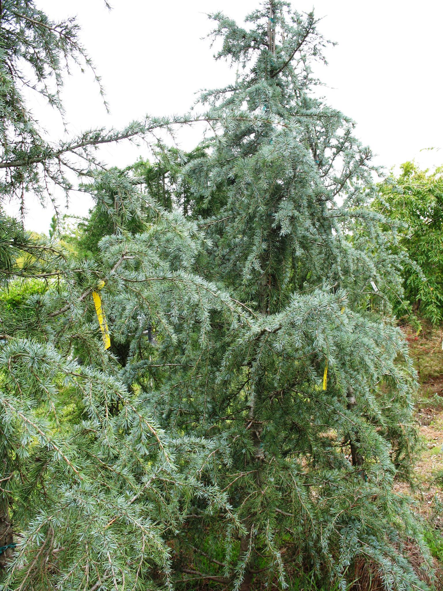 Cedrus deodara 'Sander's Blue'  / Sander's Blue Deodar Cedar