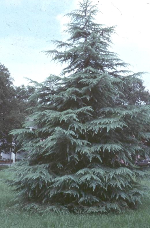 Cedrus deodara / Deodar Cedar