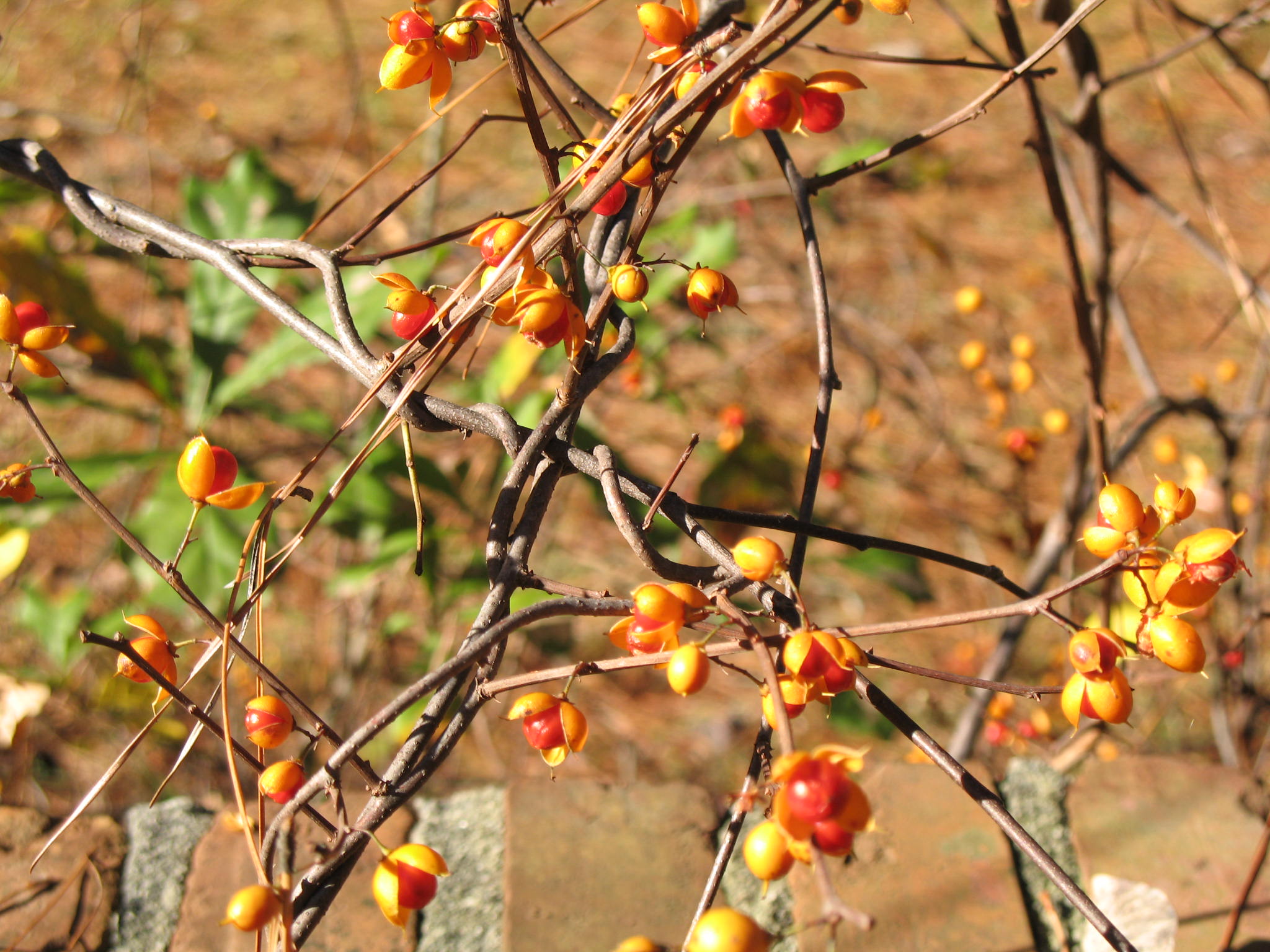 Celastrus scandens  / Celastrus scandens 