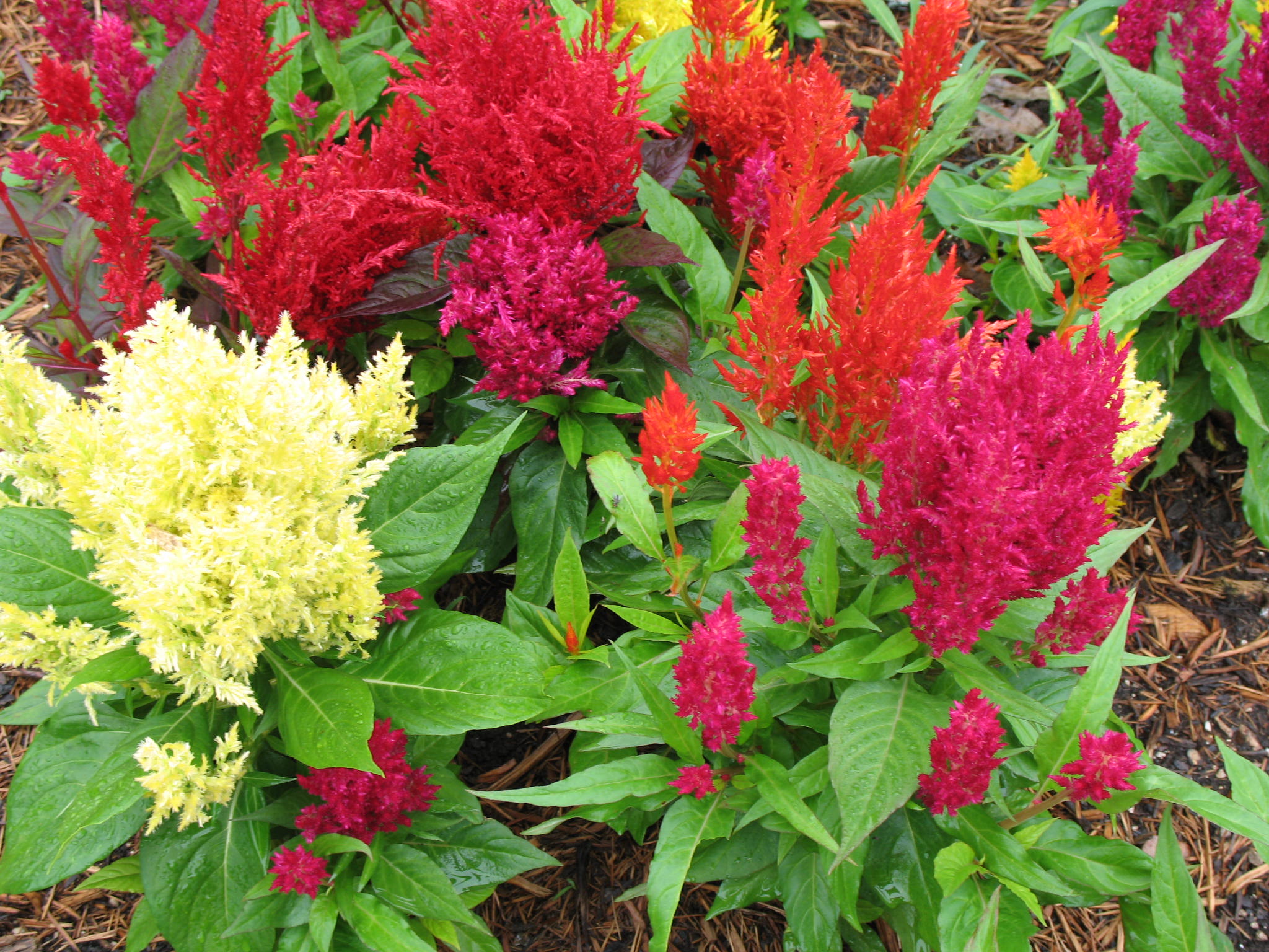 Celosia 'Century Mix'   / Celosia 'Century Mix'  