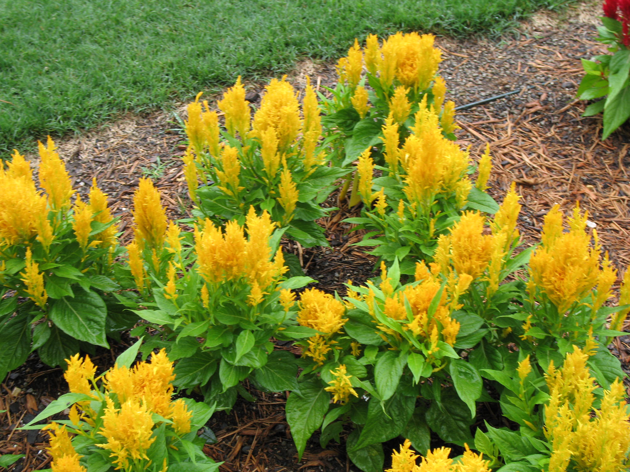 Celosia 'Fresh Look Yellow'   / Celosia 'Fresh Look Yellow'  