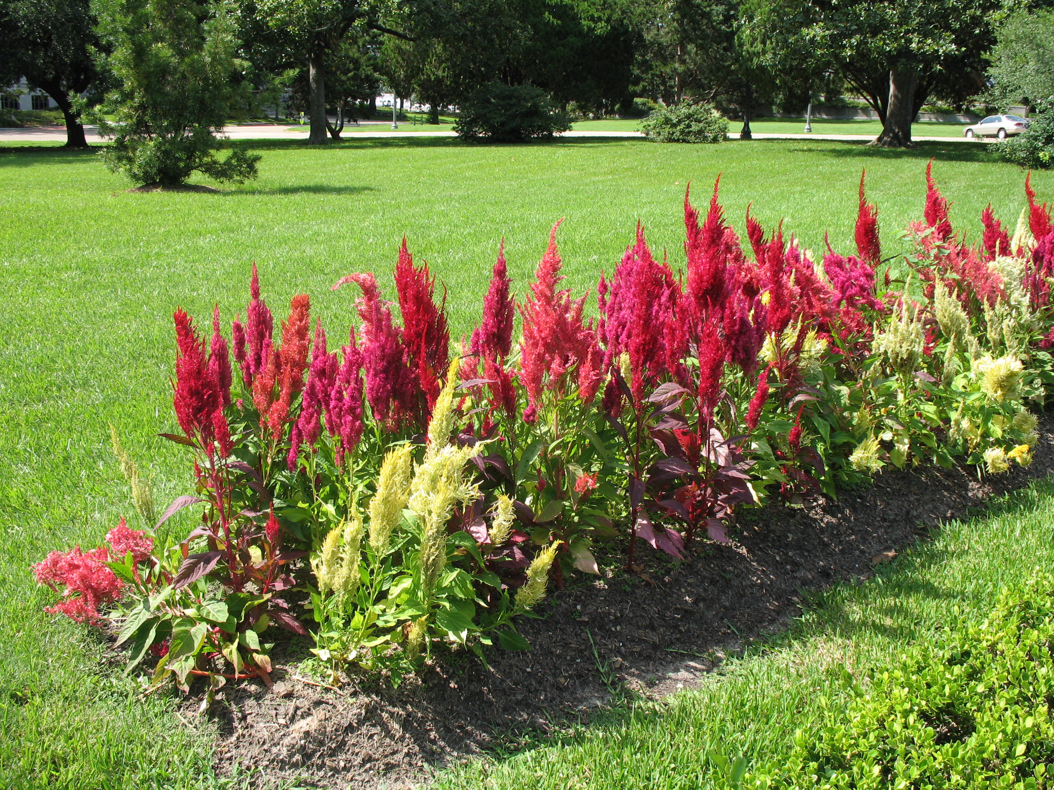 Celosia argentea  / Plumed Cockscomb