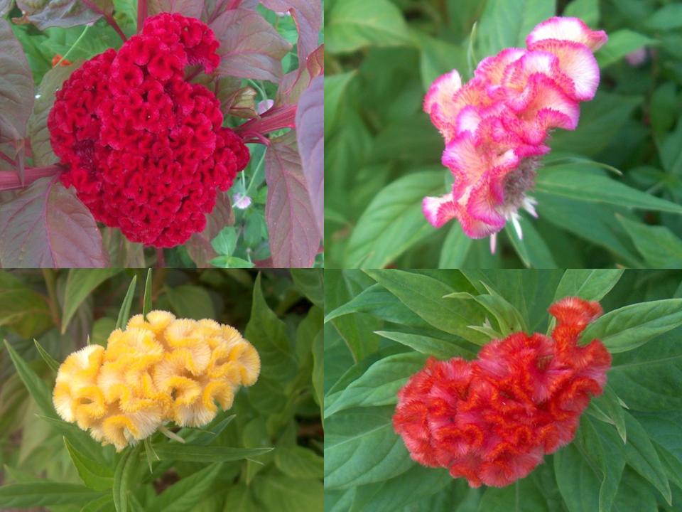 Celosia argentea var. cristata   / Crested Celosia