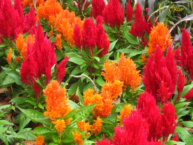 Celosia argentea var. plumosa / Plumed Celosia