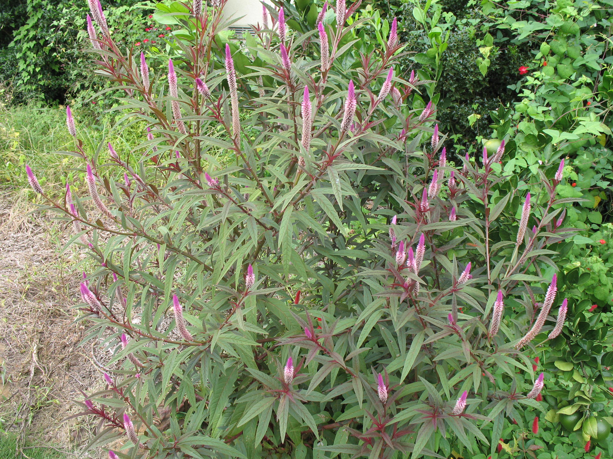 Celosia spicata 'Flamingo Purple Feather' / Celosia spicata 'Flamingo Purple Feather'