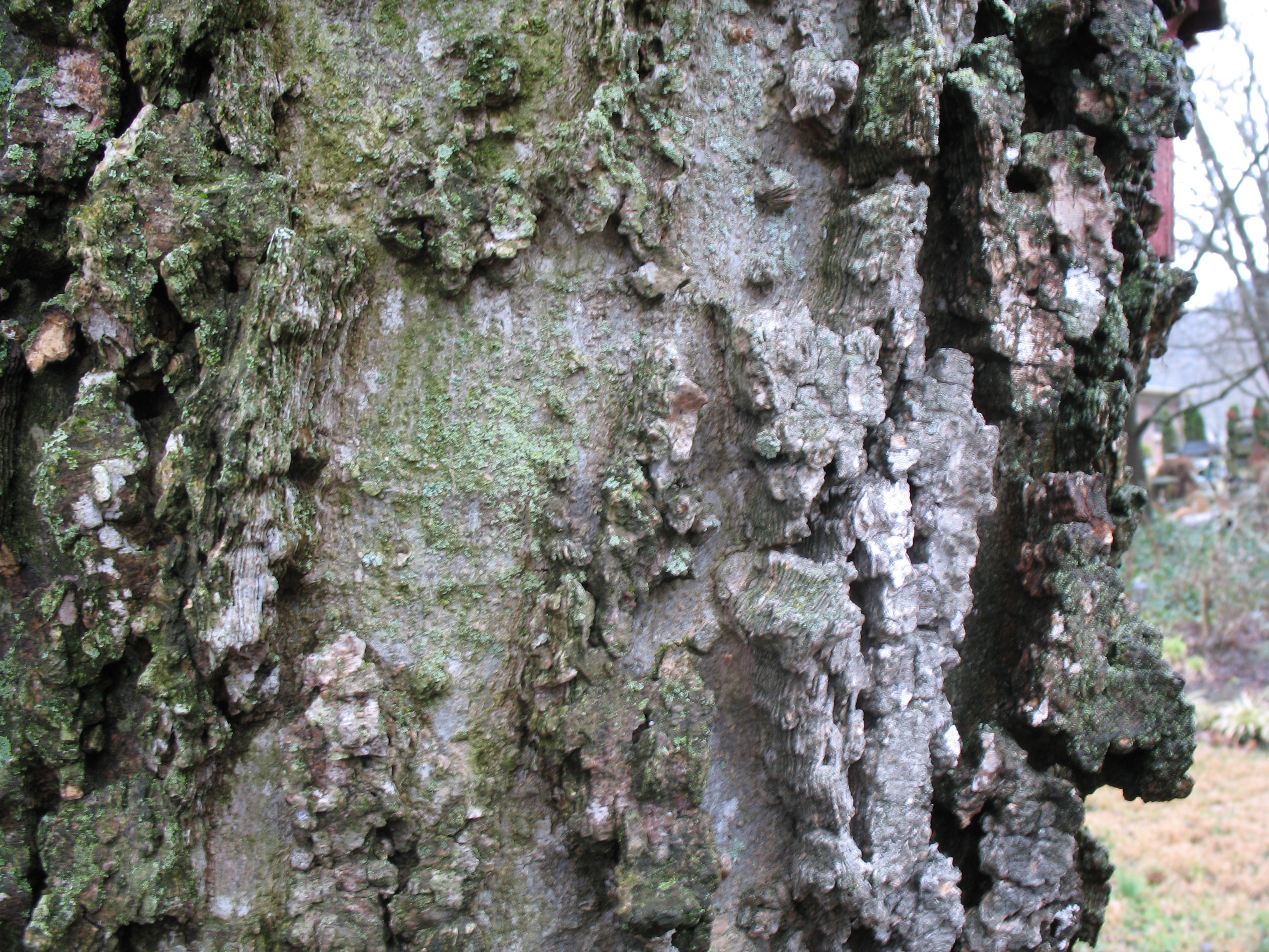 Celtis occidentalis  / Northern Hackberry