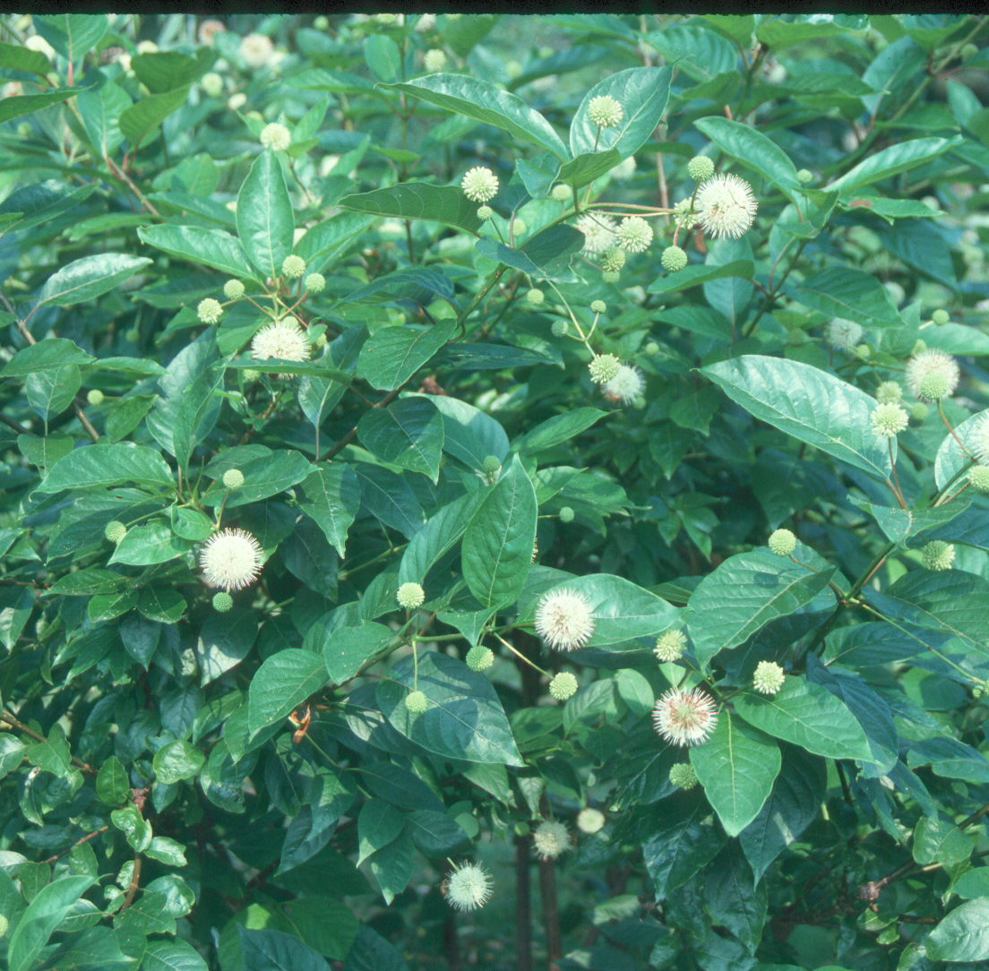 Cephalanthus occidentalis / Cephalanthus occidentalis