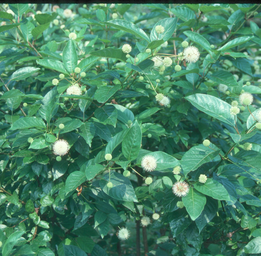 Cephalanthus occidentalis / Buttonbush