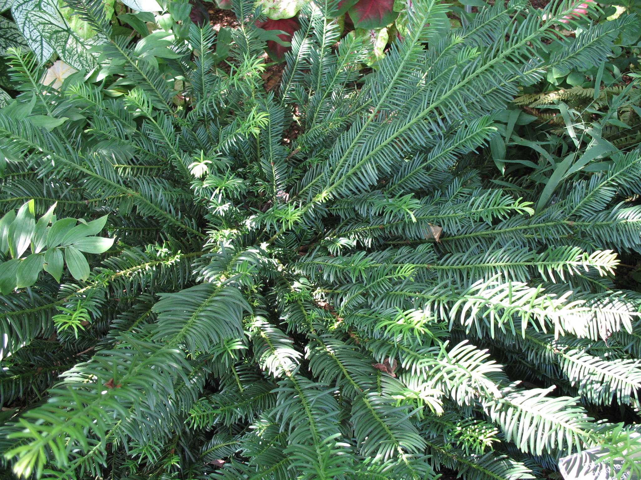 Cephalotaxus harringtonia 'Duke Gardens'   / Cephalotaxus harringtonia 'Duke Gardens'  