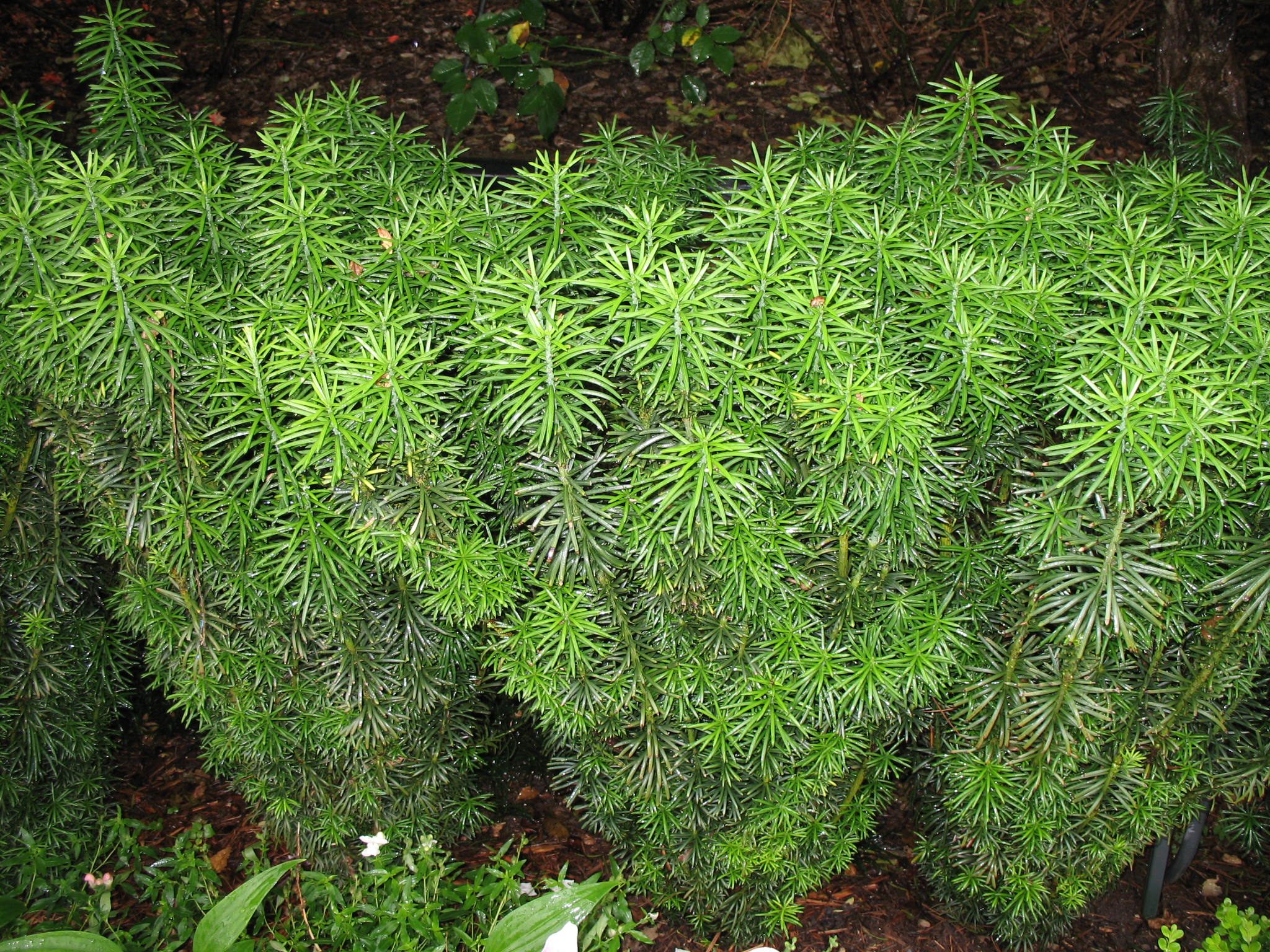 Cephalotaxus harringtonia 'Fastigiata'   / Fastigiate Japanese Plum Yew