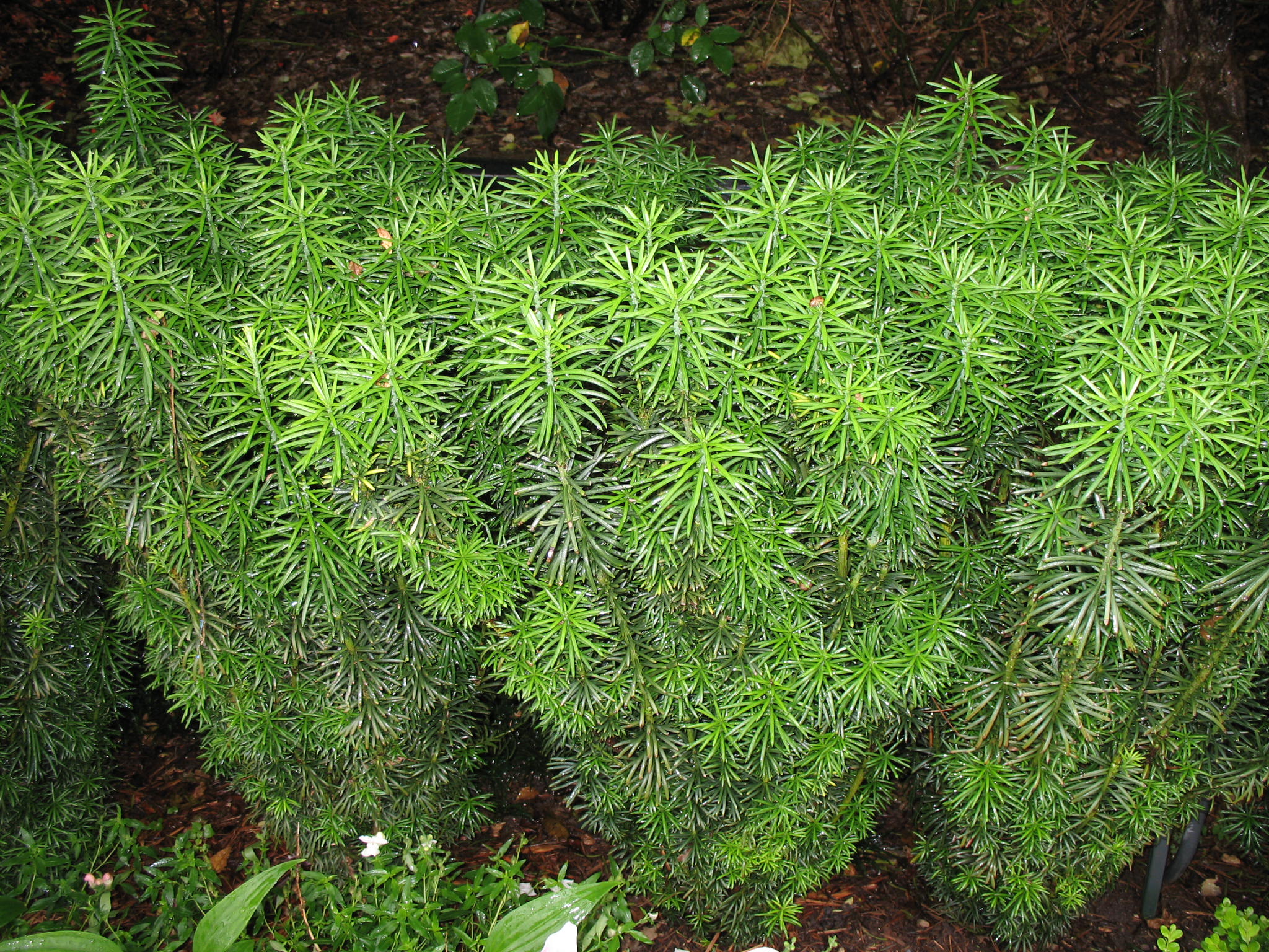 Cephalotaxus harringtonia 'Fastigiata'   / Cephalotaxus harringtonia 'Fastigiata'  