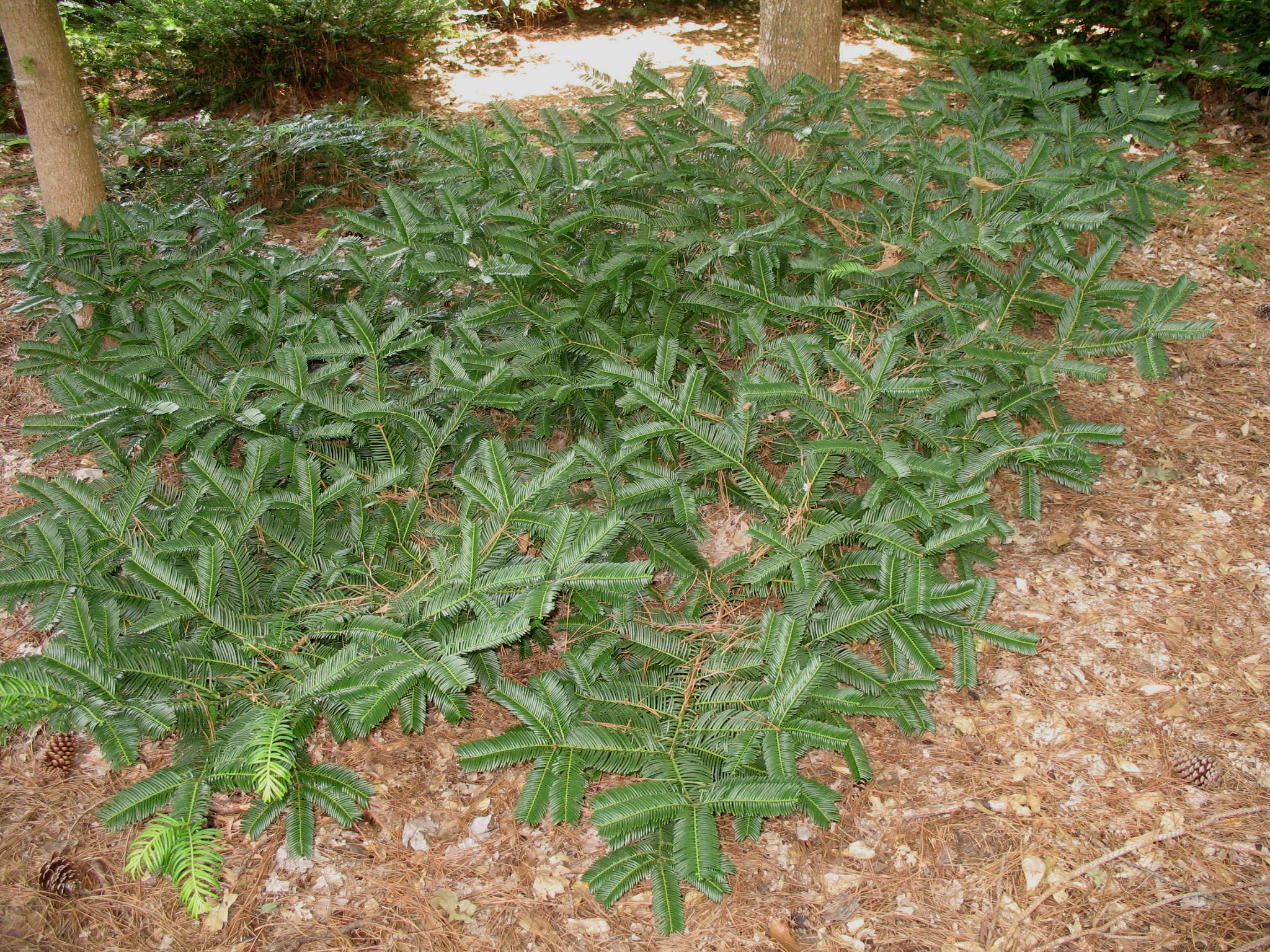Cephalotaxus harringtonia 'Prostrata'   / Prostrate Japanese Plum Yew