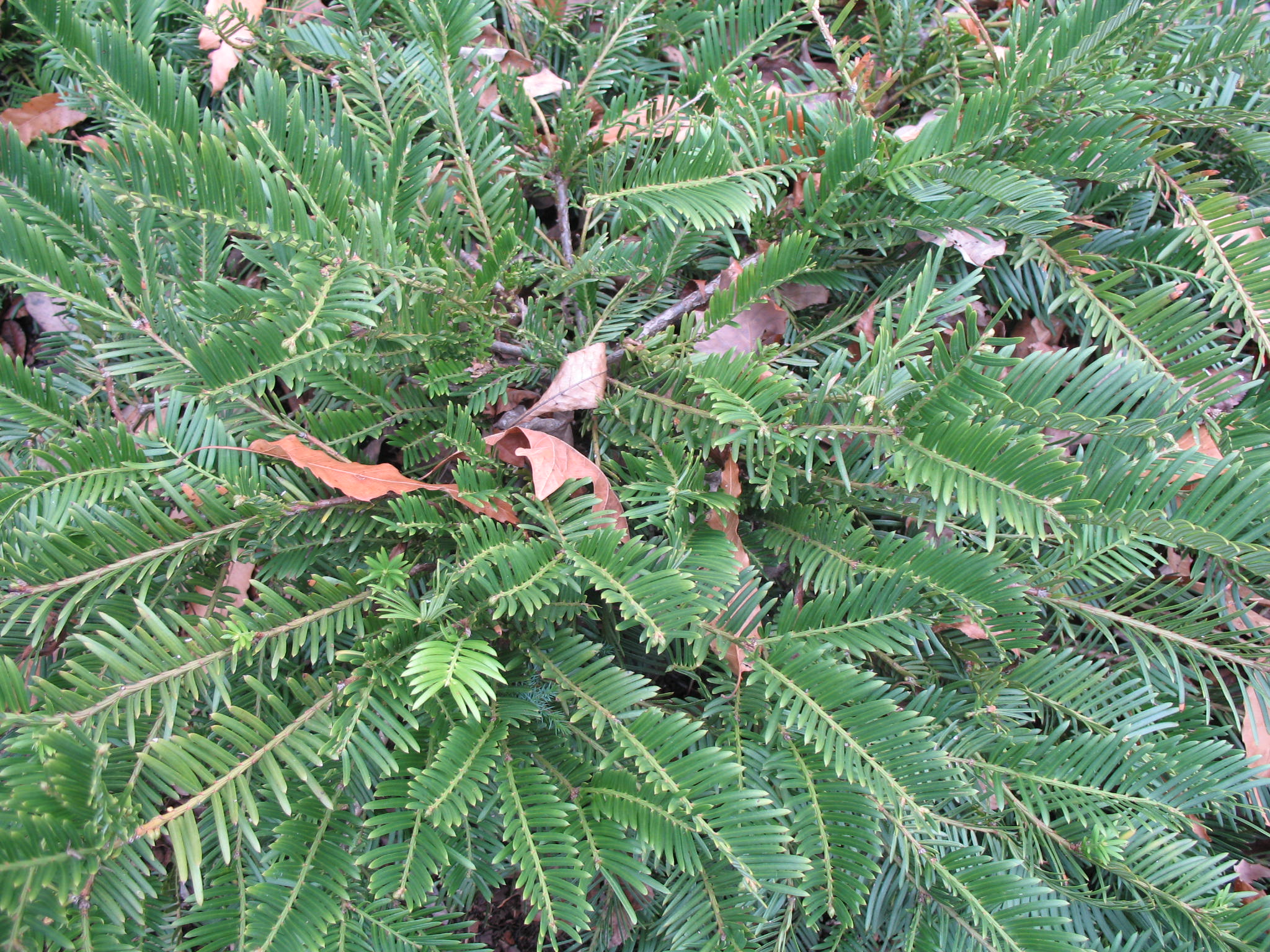 Cephalotaxus harringtonia / Harrington Plum-Yew