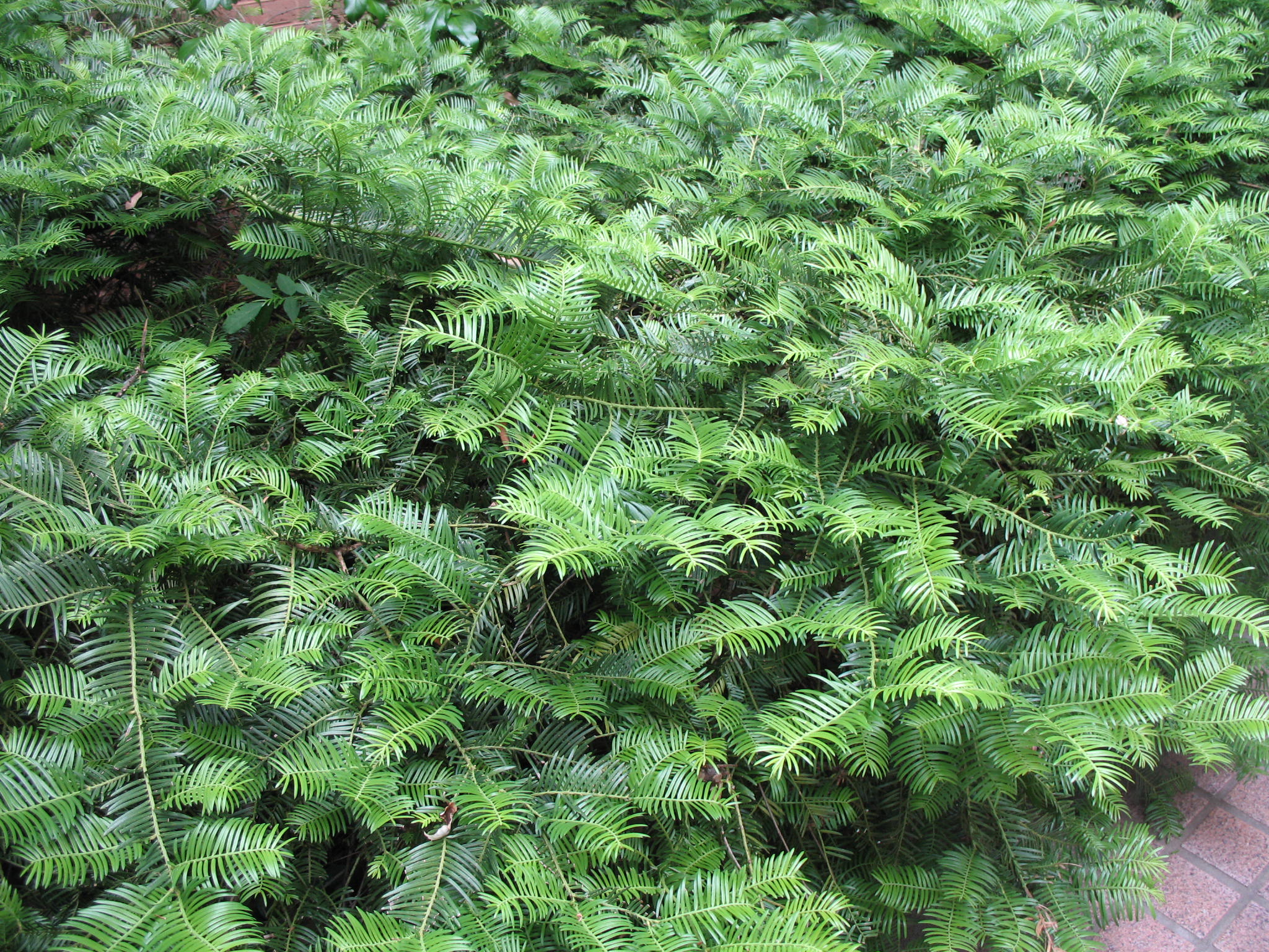 Cephalotaxus harringtonia var. drupacea     / Drupacea Japanese Plum Yew