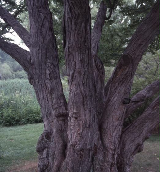 Cercidiphyllum japonicum / Cercidiphyllum japonicum