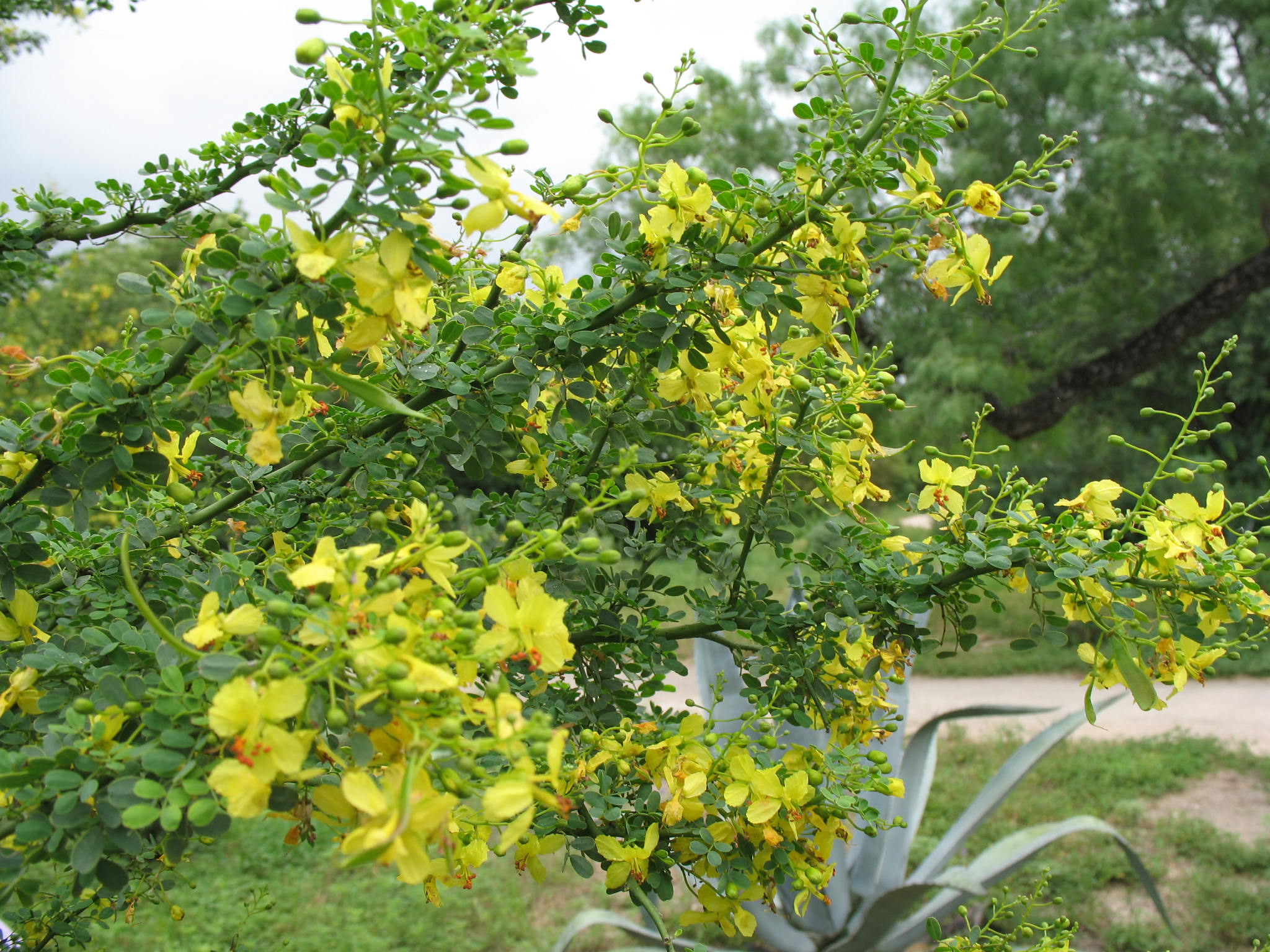 Cercidium texanum   / Texas Palo Verde