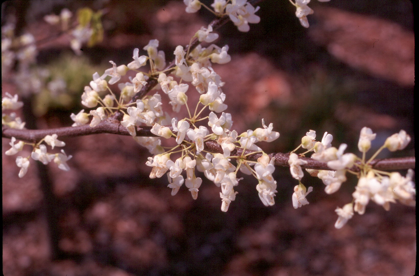 Cercis canadensis 'Alba'   / White Eastern Redbud