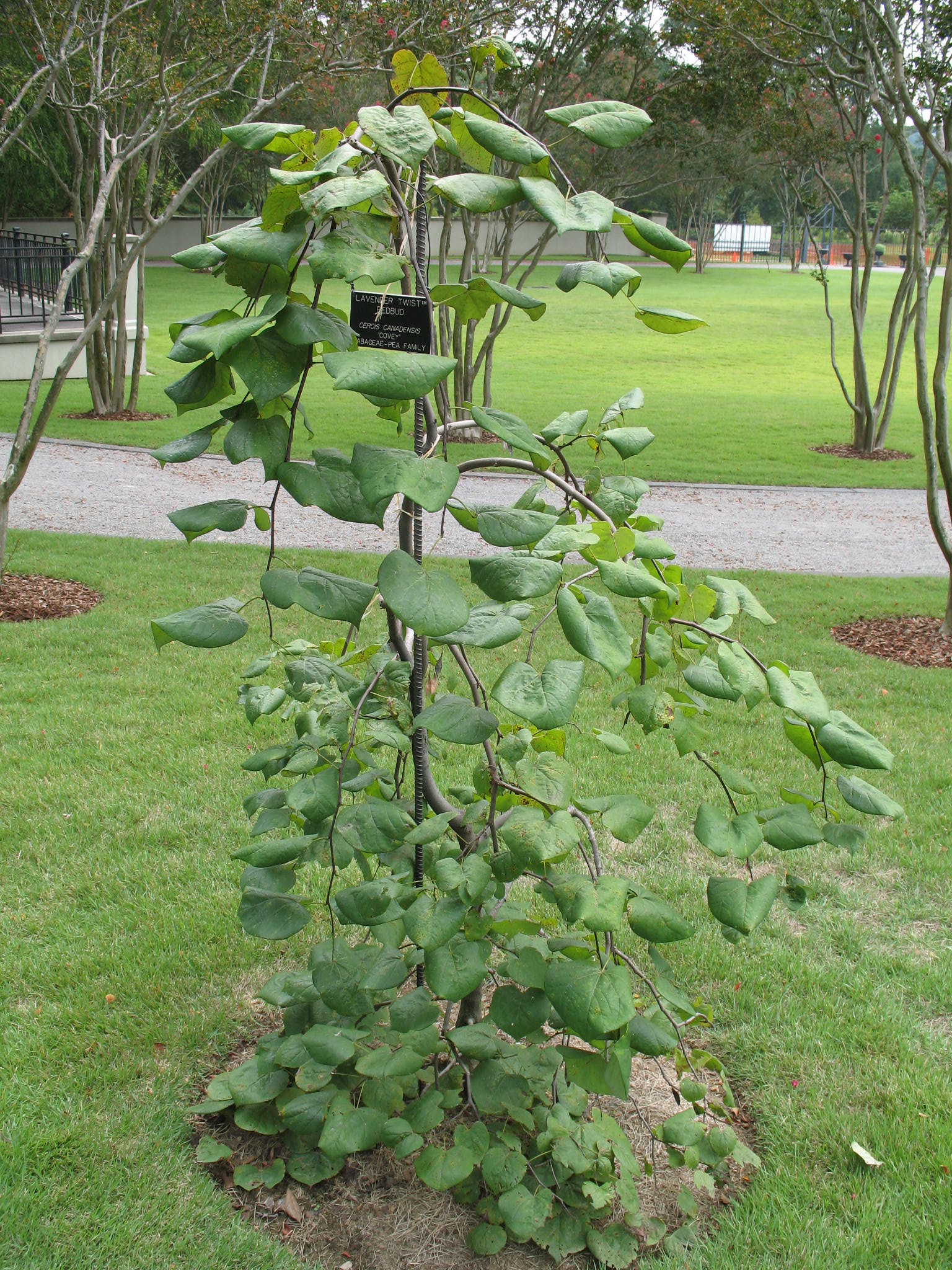 Cercis canadensis 'Covey'   / Lavender Twist Redbud