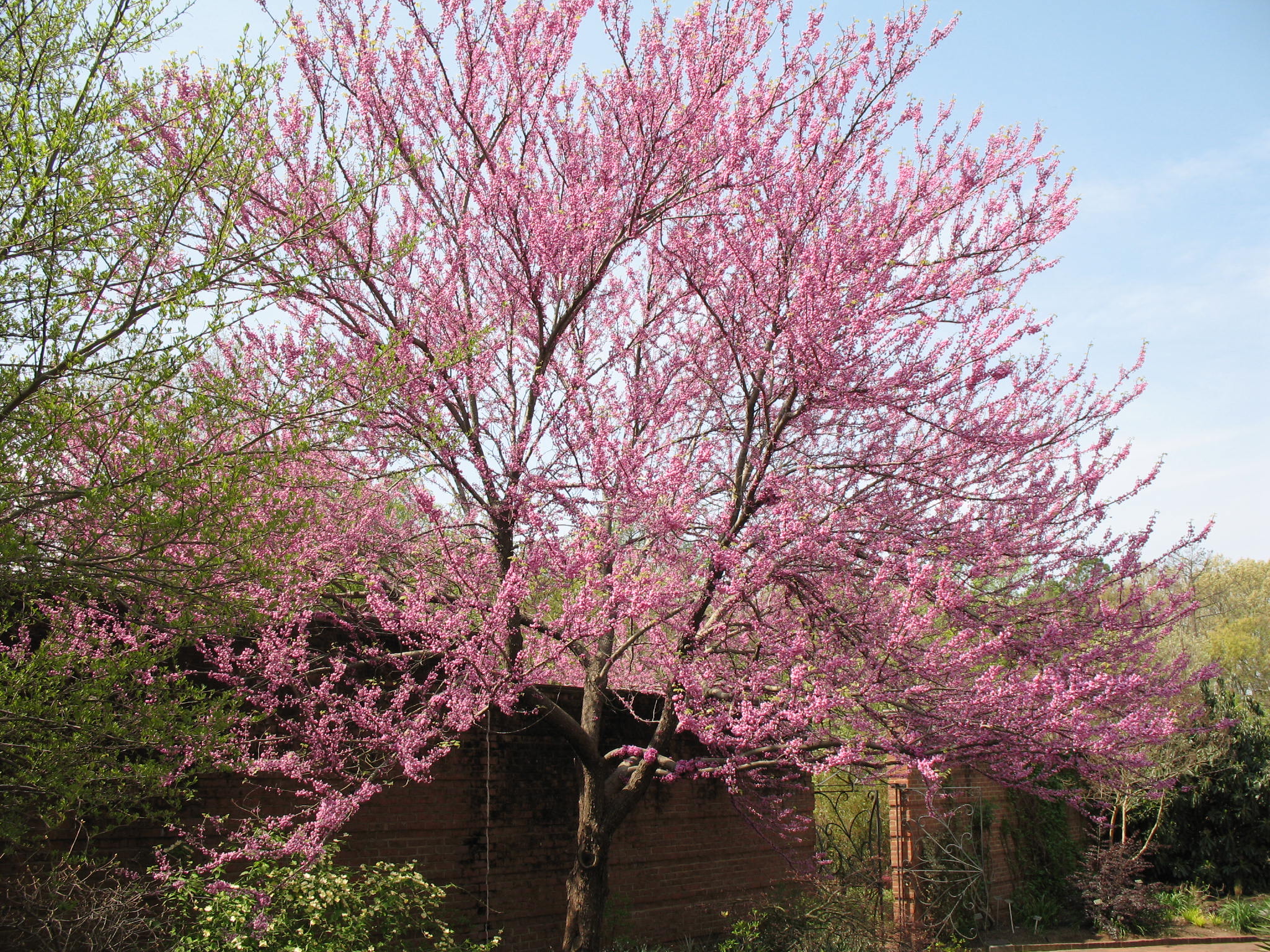 Cercis canadensis 'Flame'   / Flame Redbud