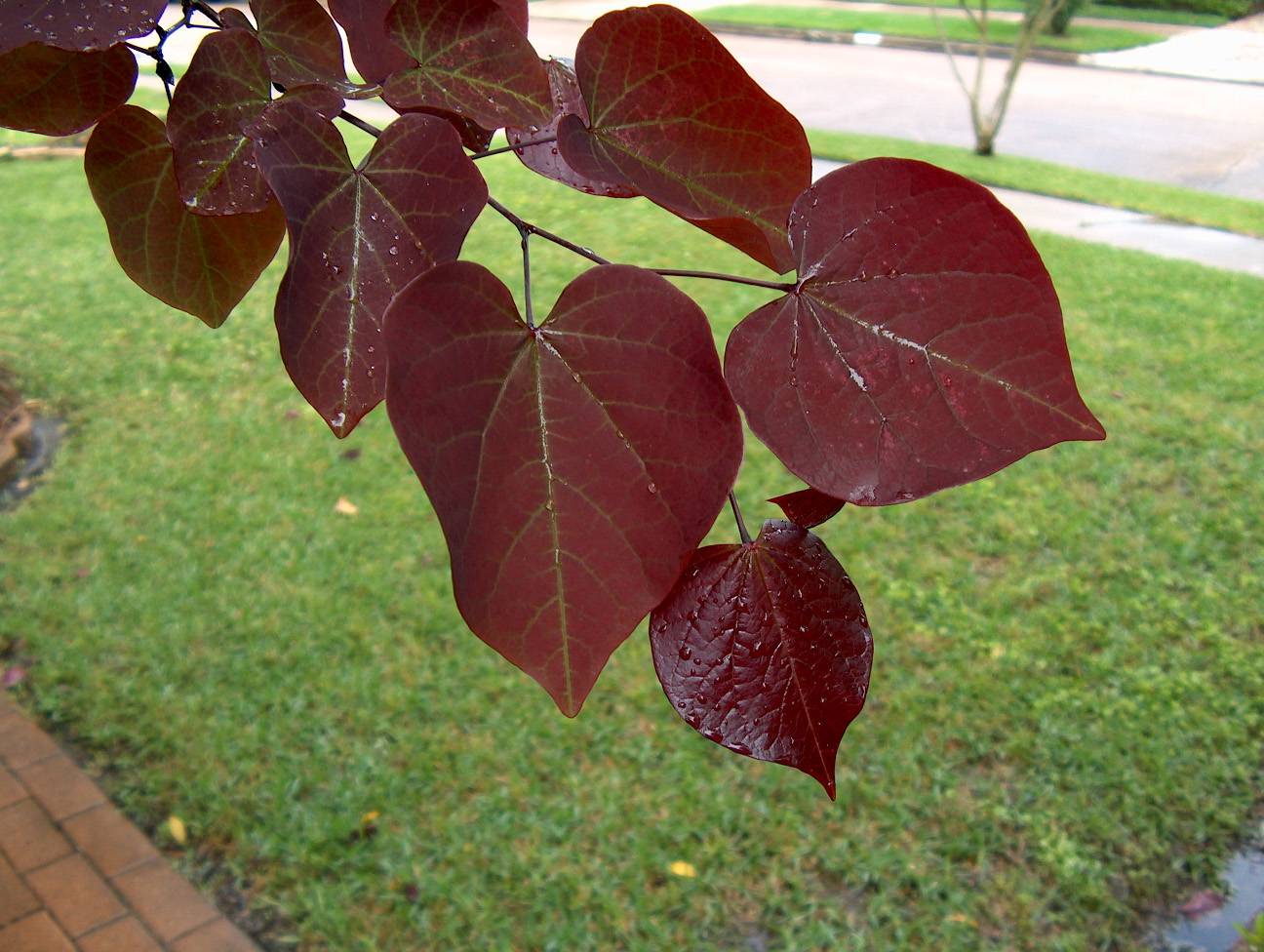 Cercis canadensis 'Forest Pansy'   / Cercis canadensis 'Forest Pansy'  