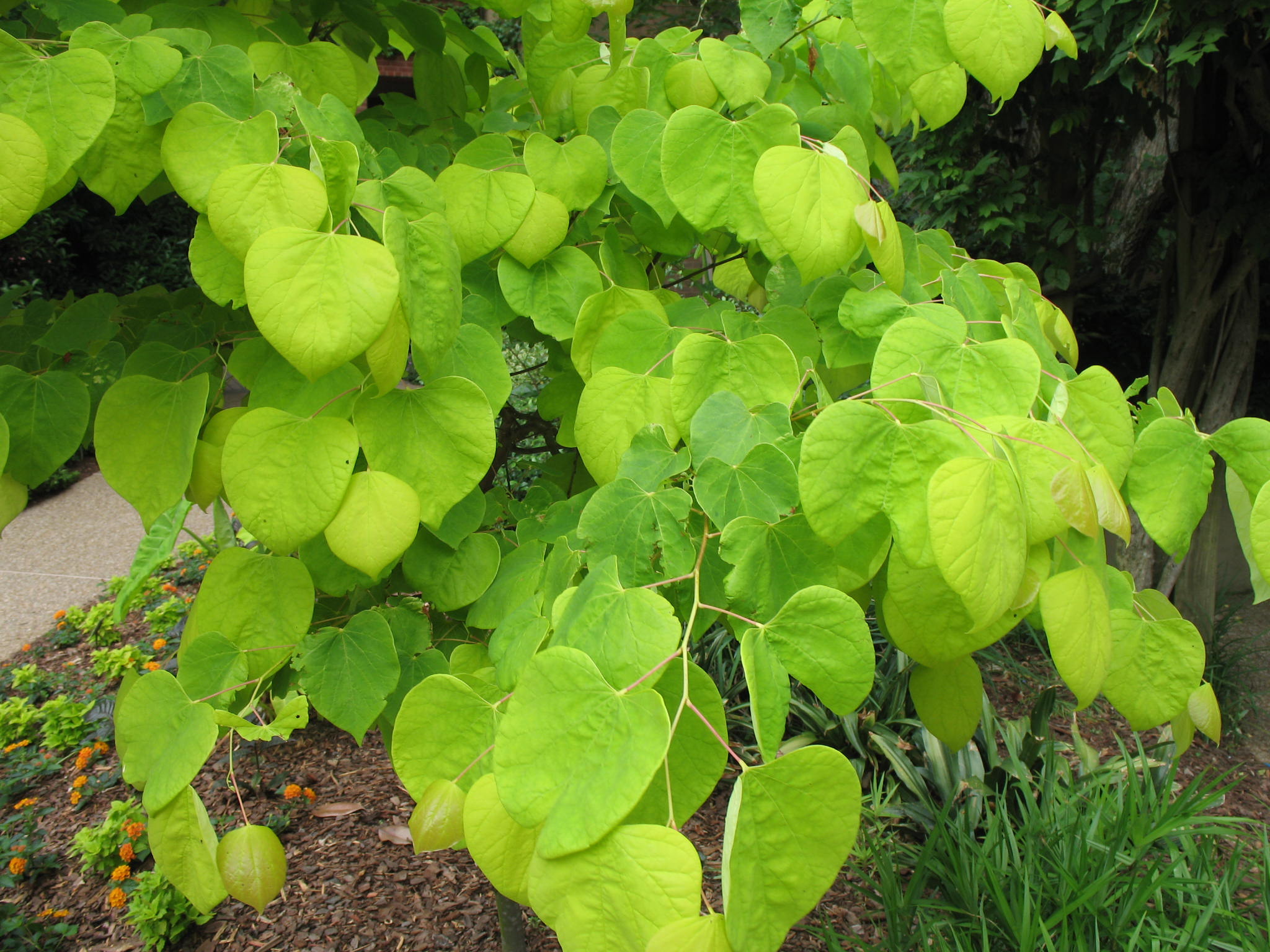 Cercis canadensis 'Heart of Gold'    / Heart of Gold Redbud