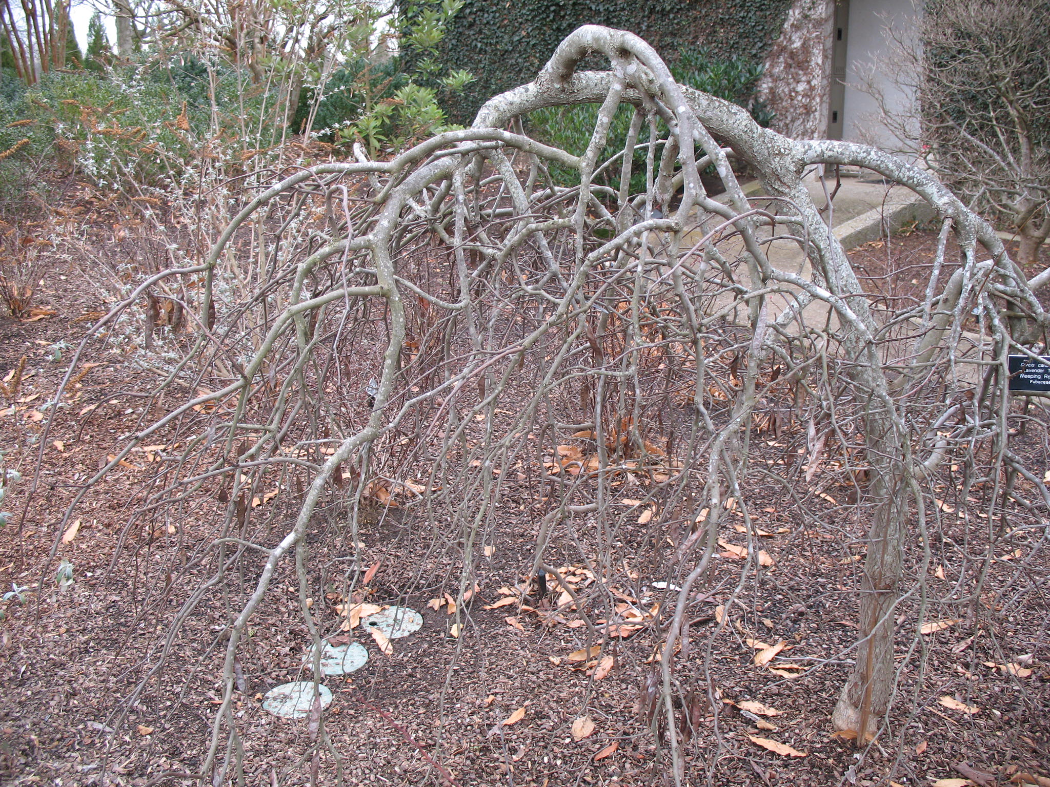 Cercis canadensis 'Lavender Twist'   / Lavender Twist Redbud