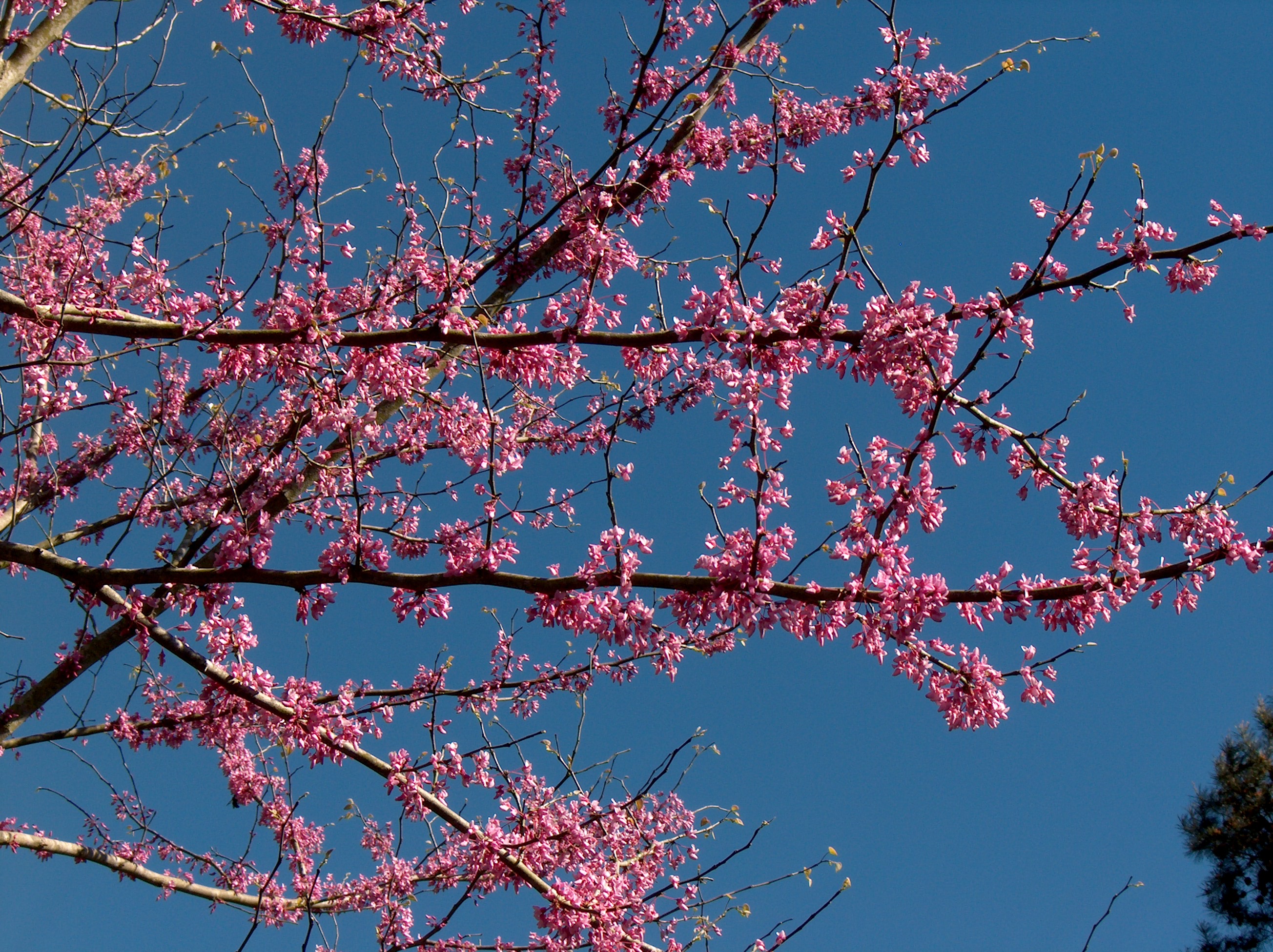 Cercis canadensis  / Cercis canadensis 