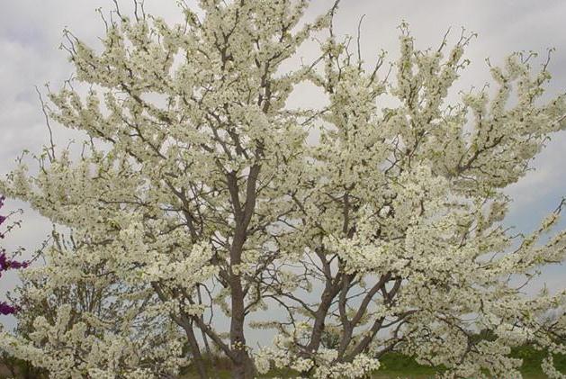 Cercis canadensis texensis 'Alba'   / White Texas Redbud