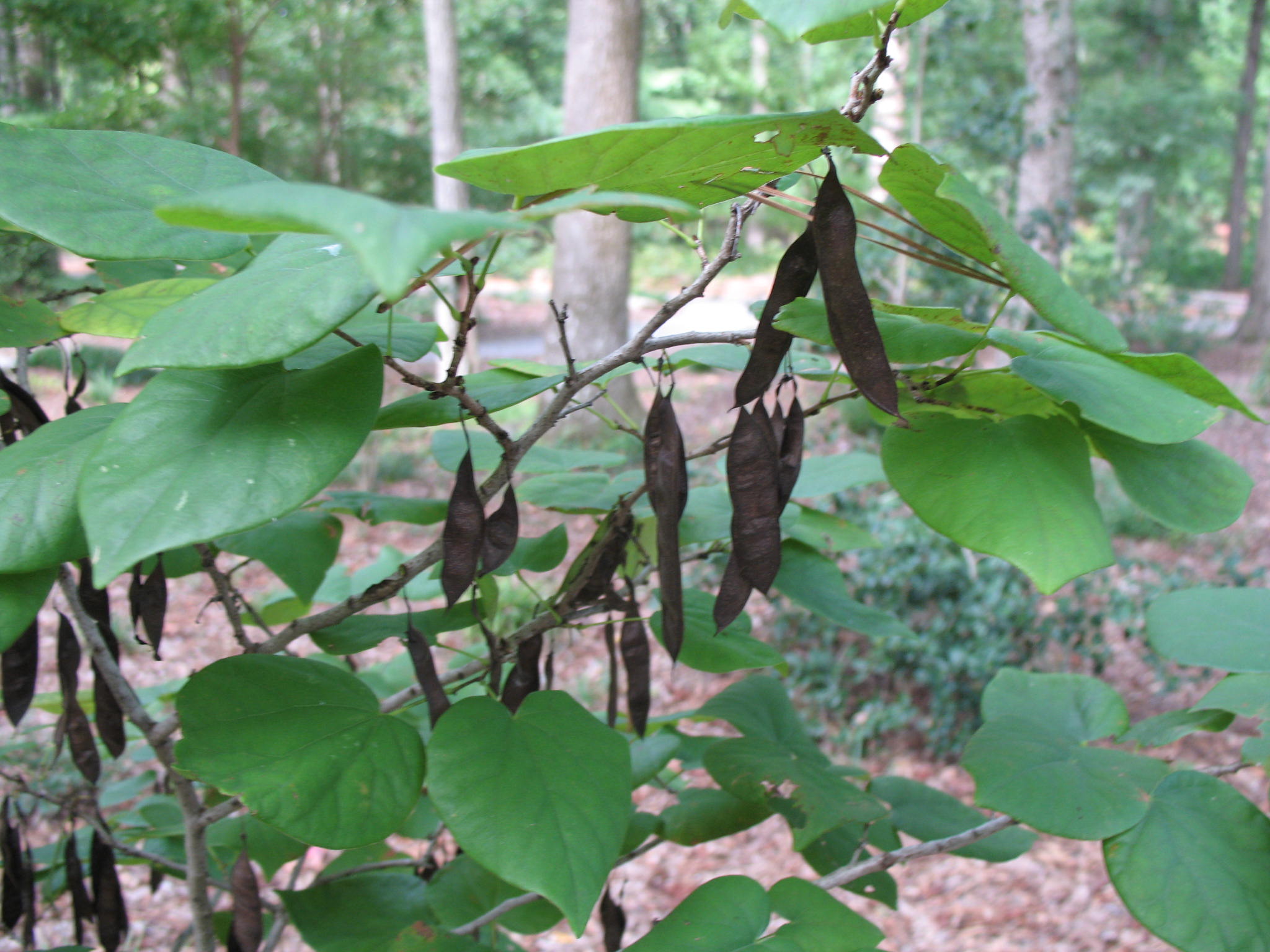 Cercis chinensis 'Avondale'   / Chinese Redbud