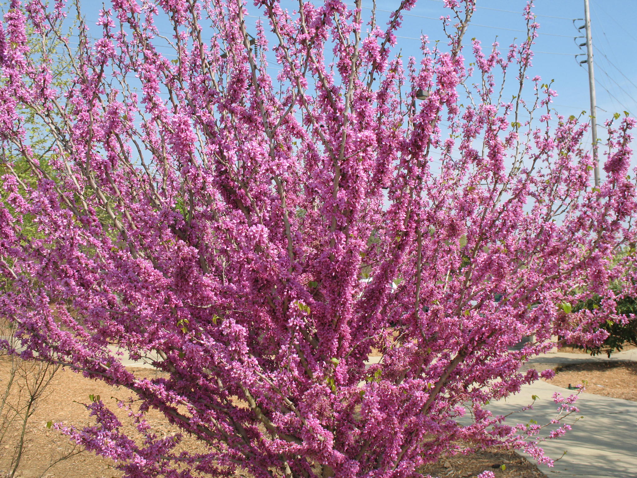 Cercis chinensis / Chinese Redbud