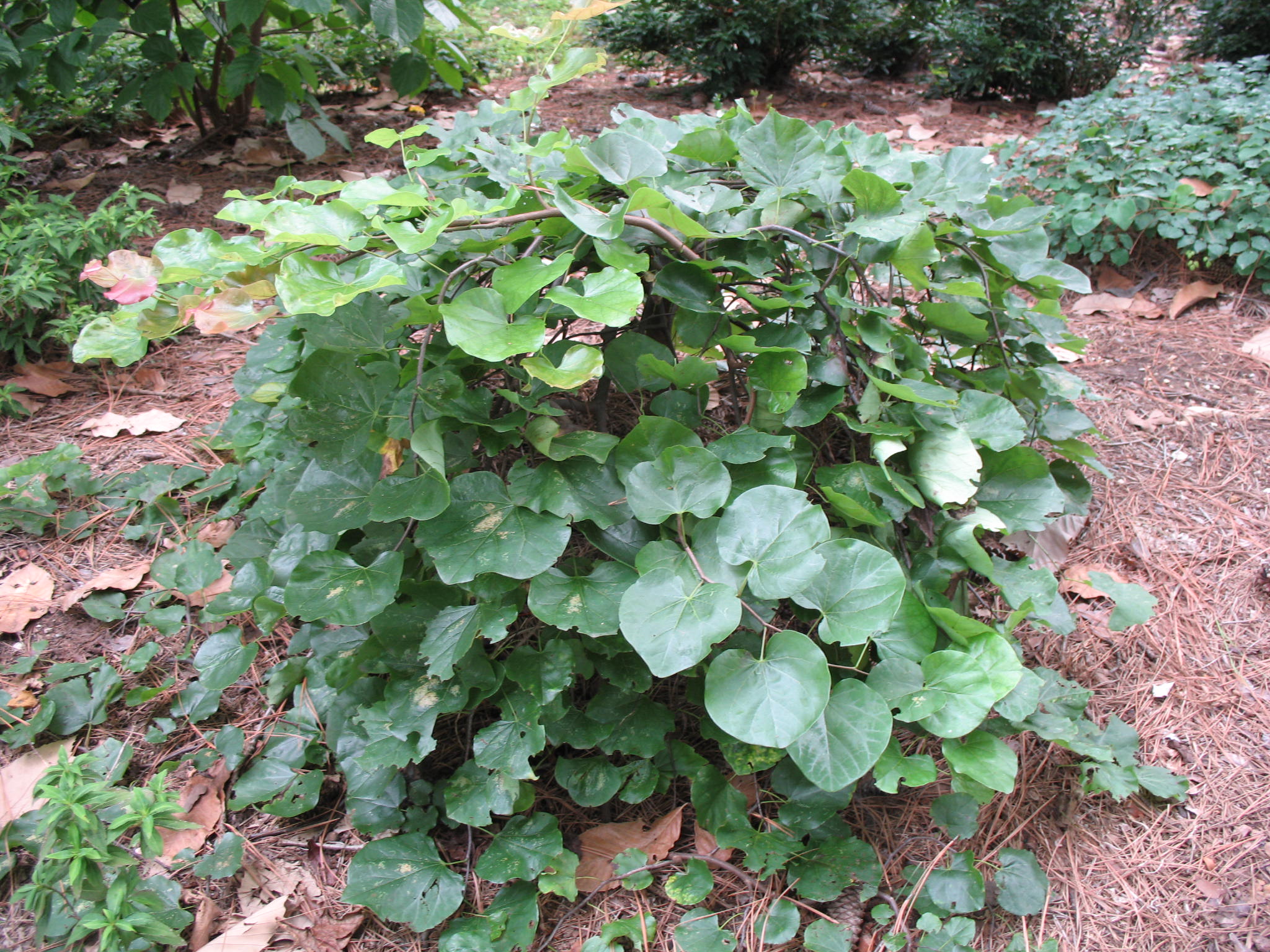 Cercis canadensis  'Traveller'  / Weeping Redbud