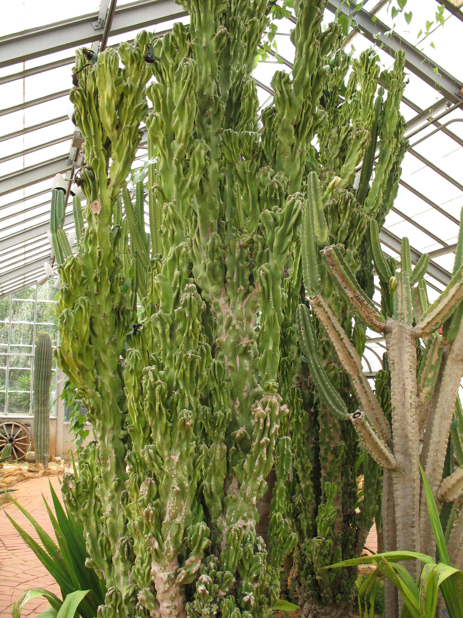 Cereus phildmannianus    / Curiosity Plant