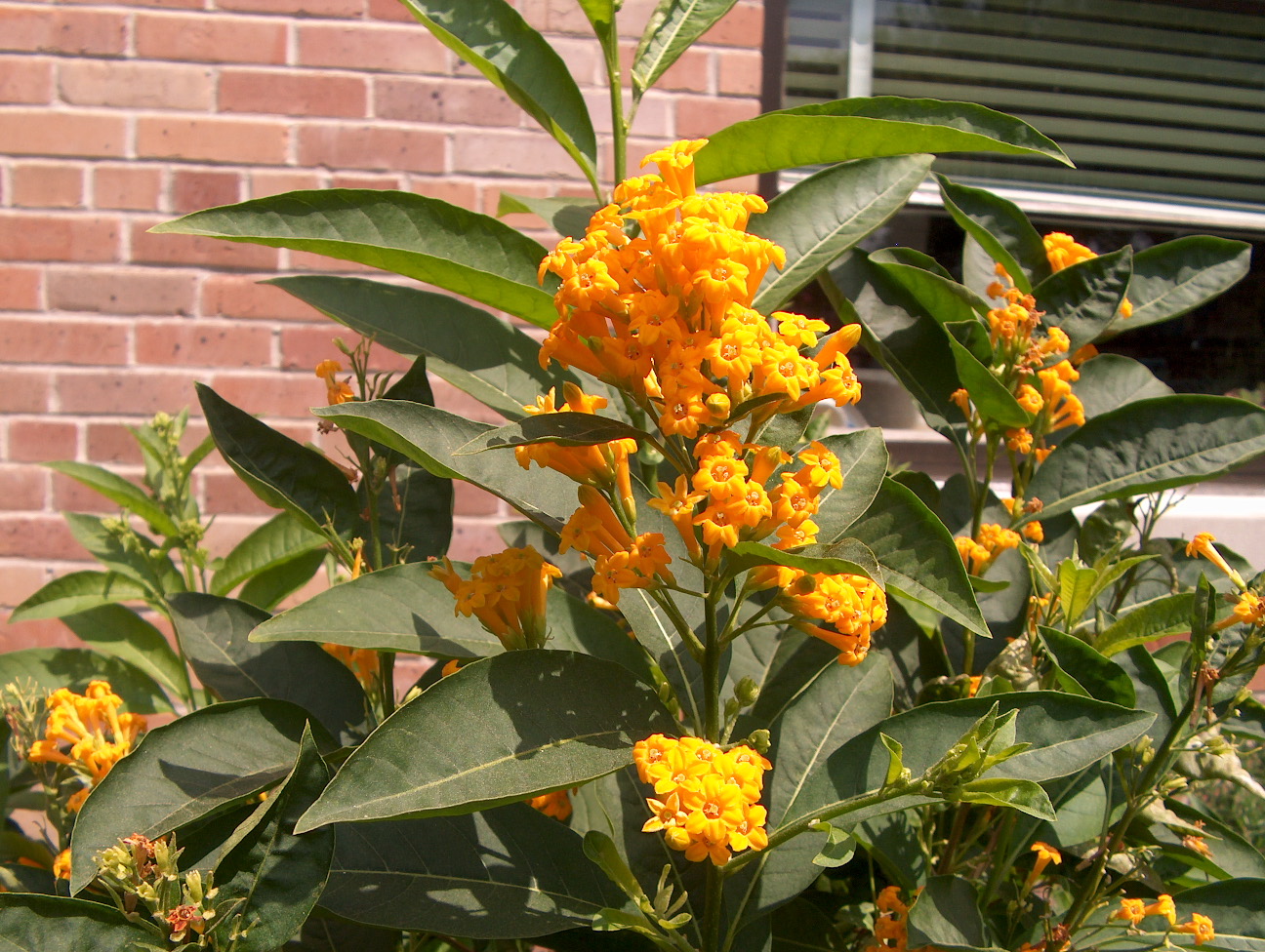 Cestrum 'Orange Peel' / Orange Peel Jessamine