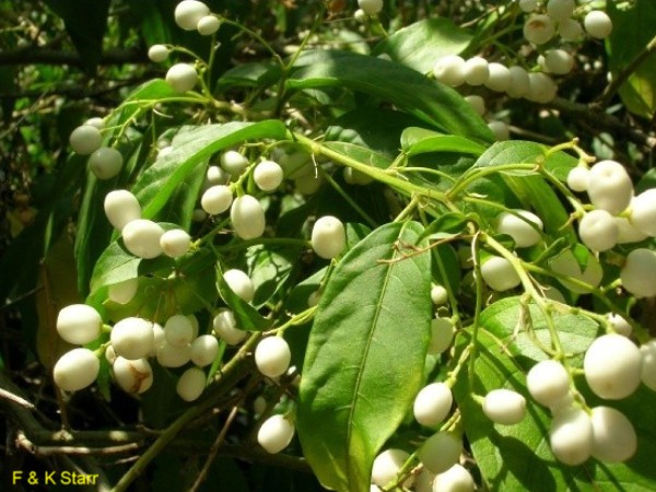 Cestrum nocturnum / Night Blooming Jessamine