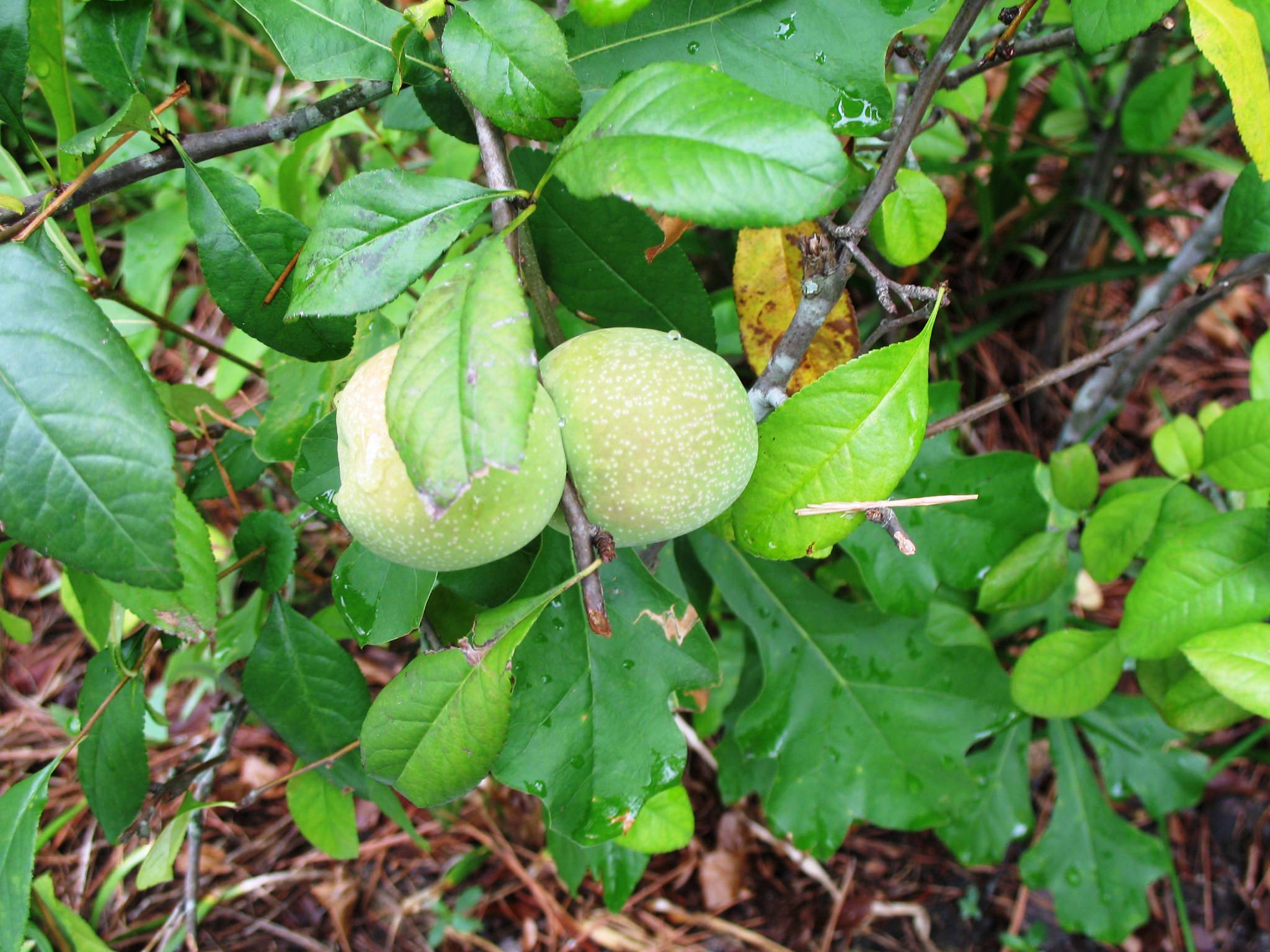 Chaenomeles speciosa / Flowering Quince